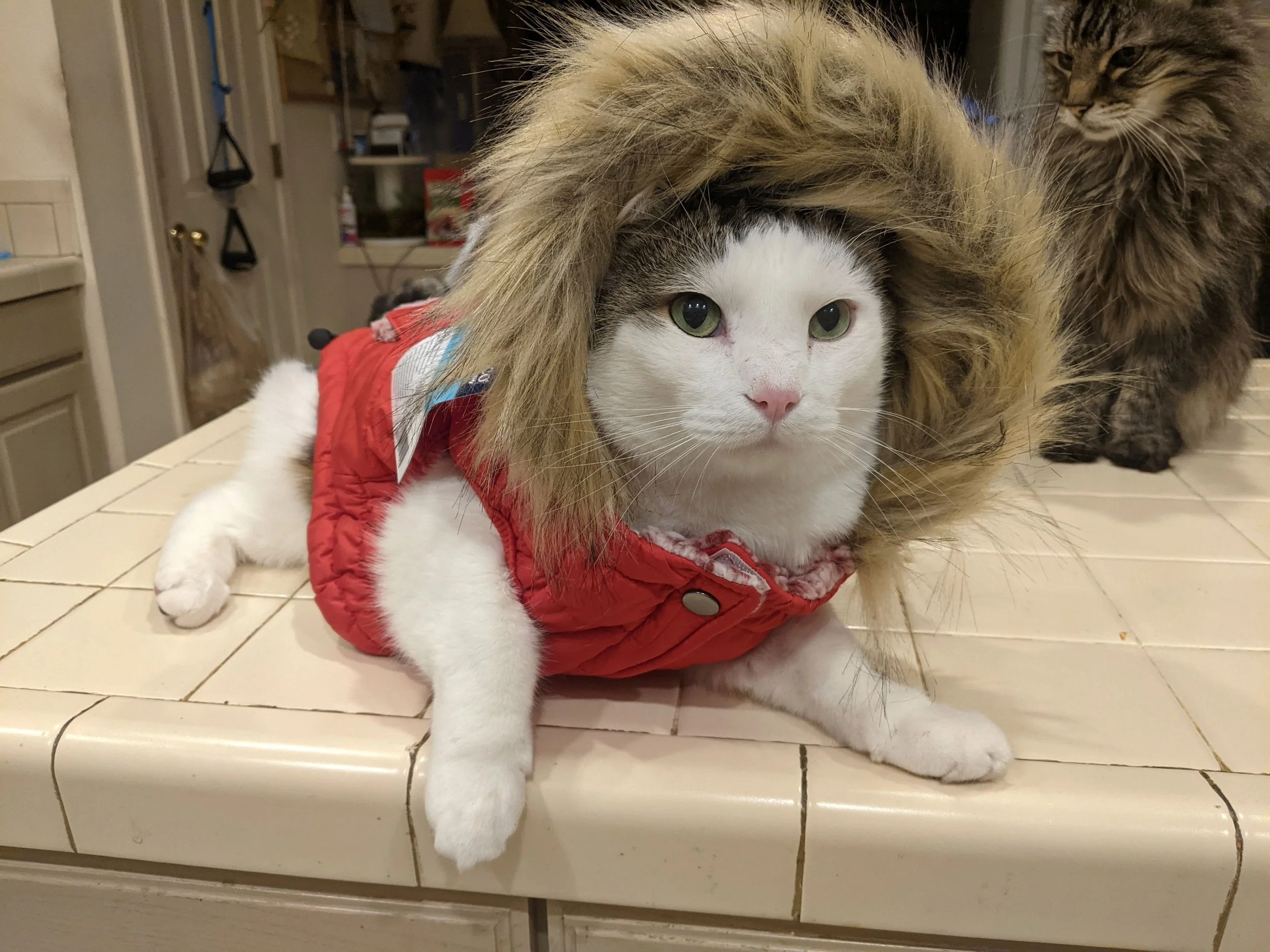 A white cat wearing a red jacket with a faux fur hood, lying on a tiled kitchen counter, with another fluffy tabby cat in the background.