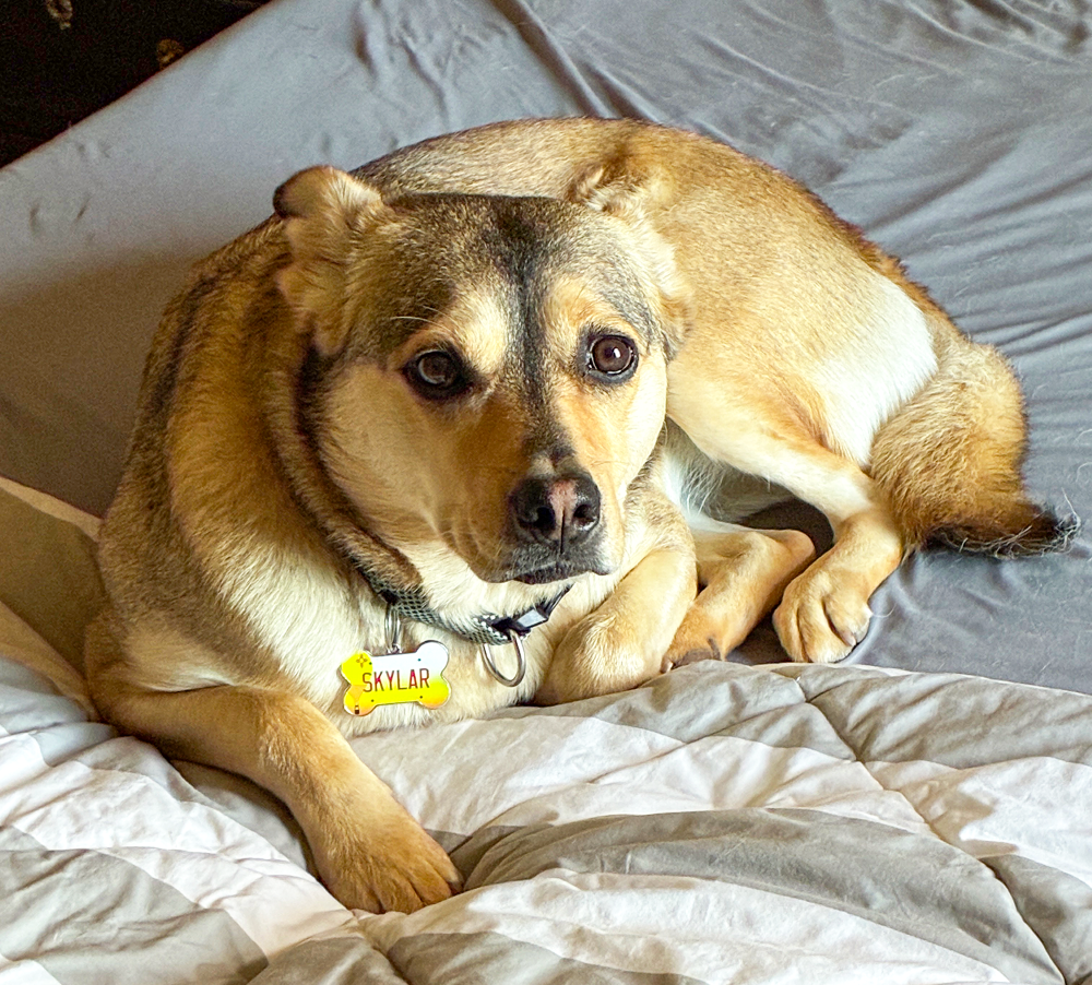 A medium-sized mixed breed dog with a tan and black coat, lying on a bed with gray and white bedding. The dog has a yellow name tag that says "Skylar" attached to a black collar, and it is looking at the camera with a calm expression.