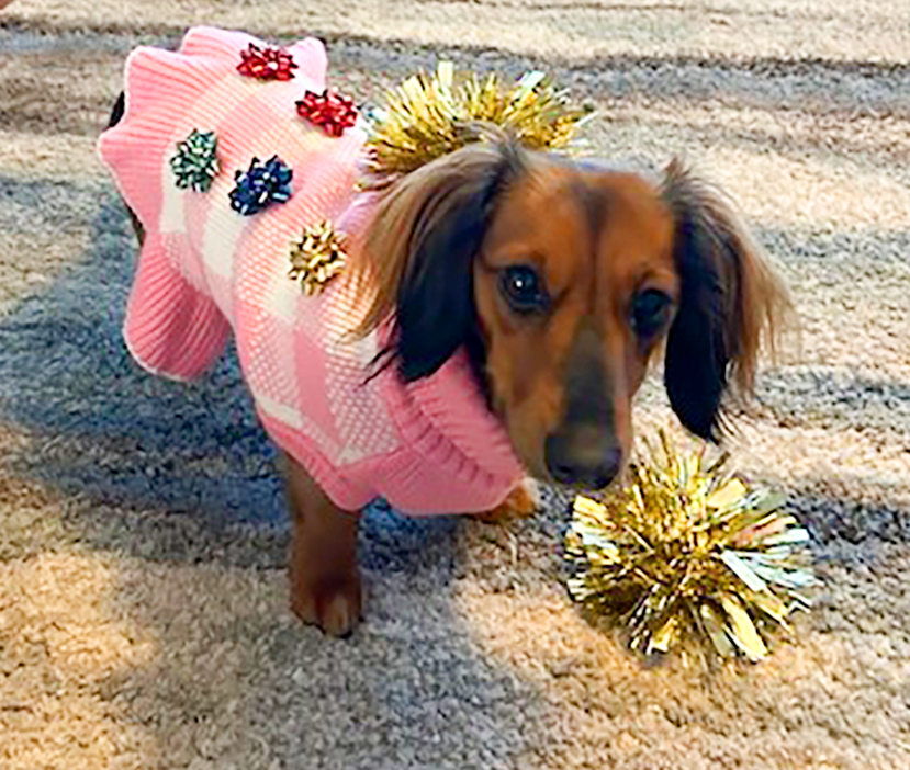 A small dog wearing a pink sweater decorated with colorful bows, standing on a beige carpet next to gold and silver tinsel decorations.