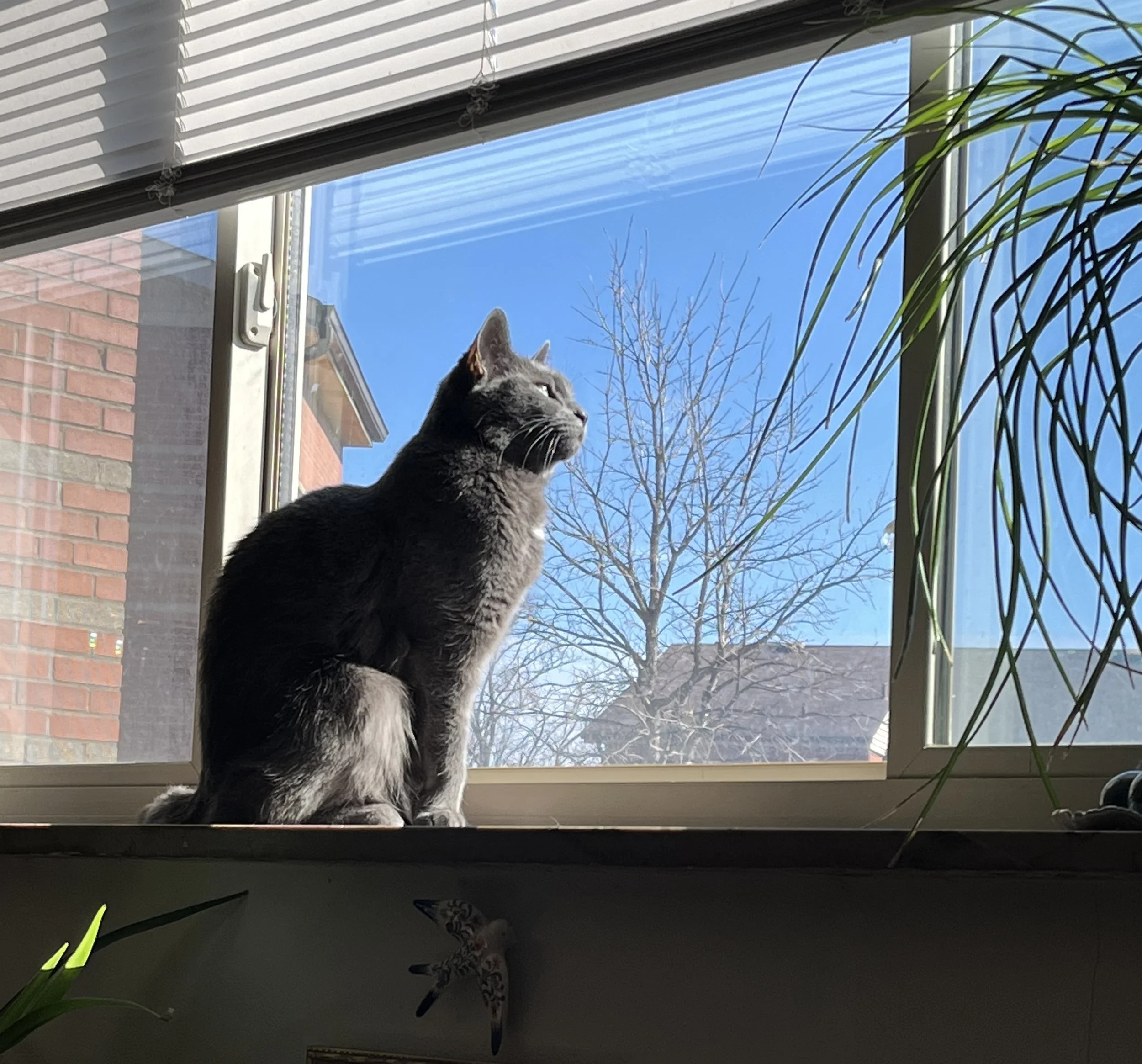 A gray cat sitting on a windowsill looking outside on a clear, sunny day with a visible blue sky, a leafless tree, and a brick building in the background.