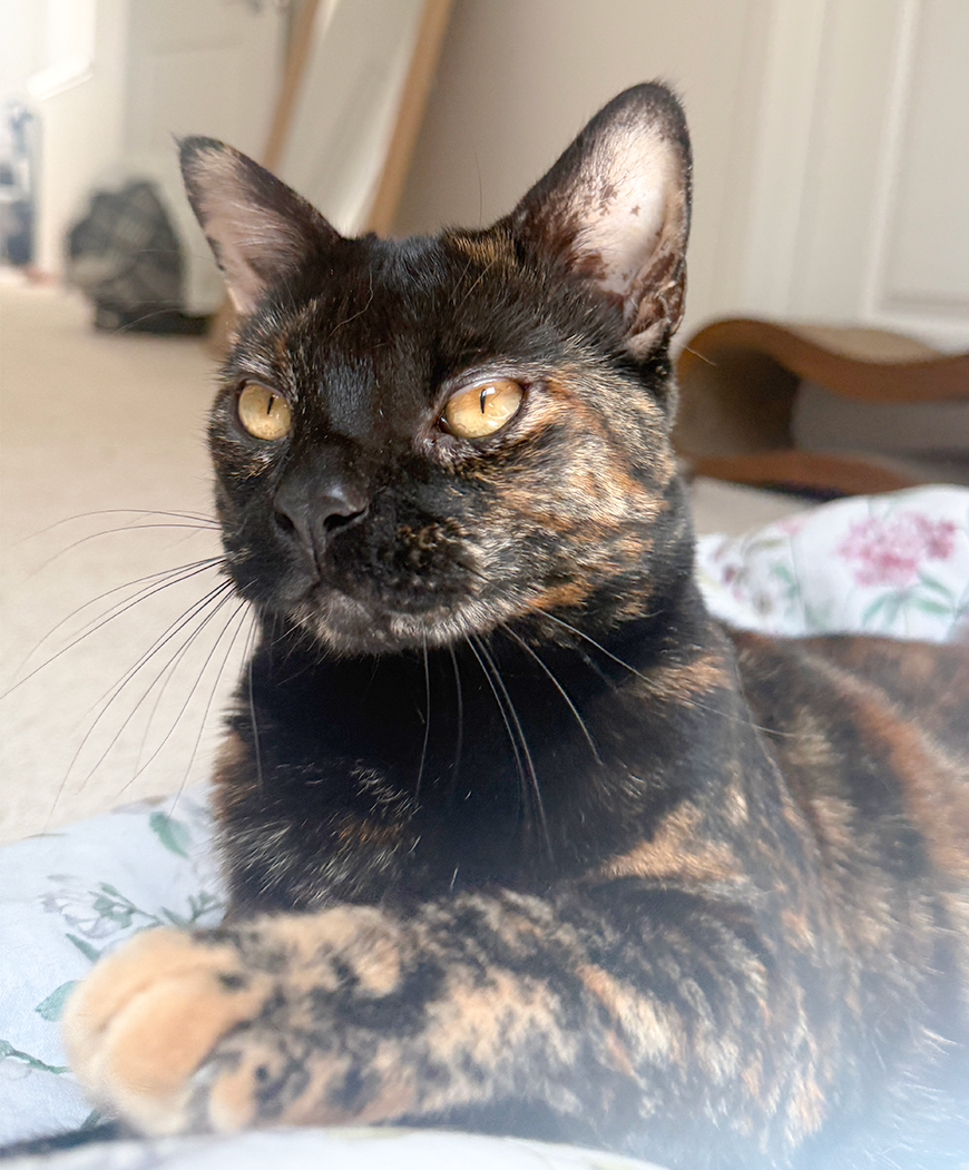 Close-up of a tortoiseshell cat lying on a floral blanket