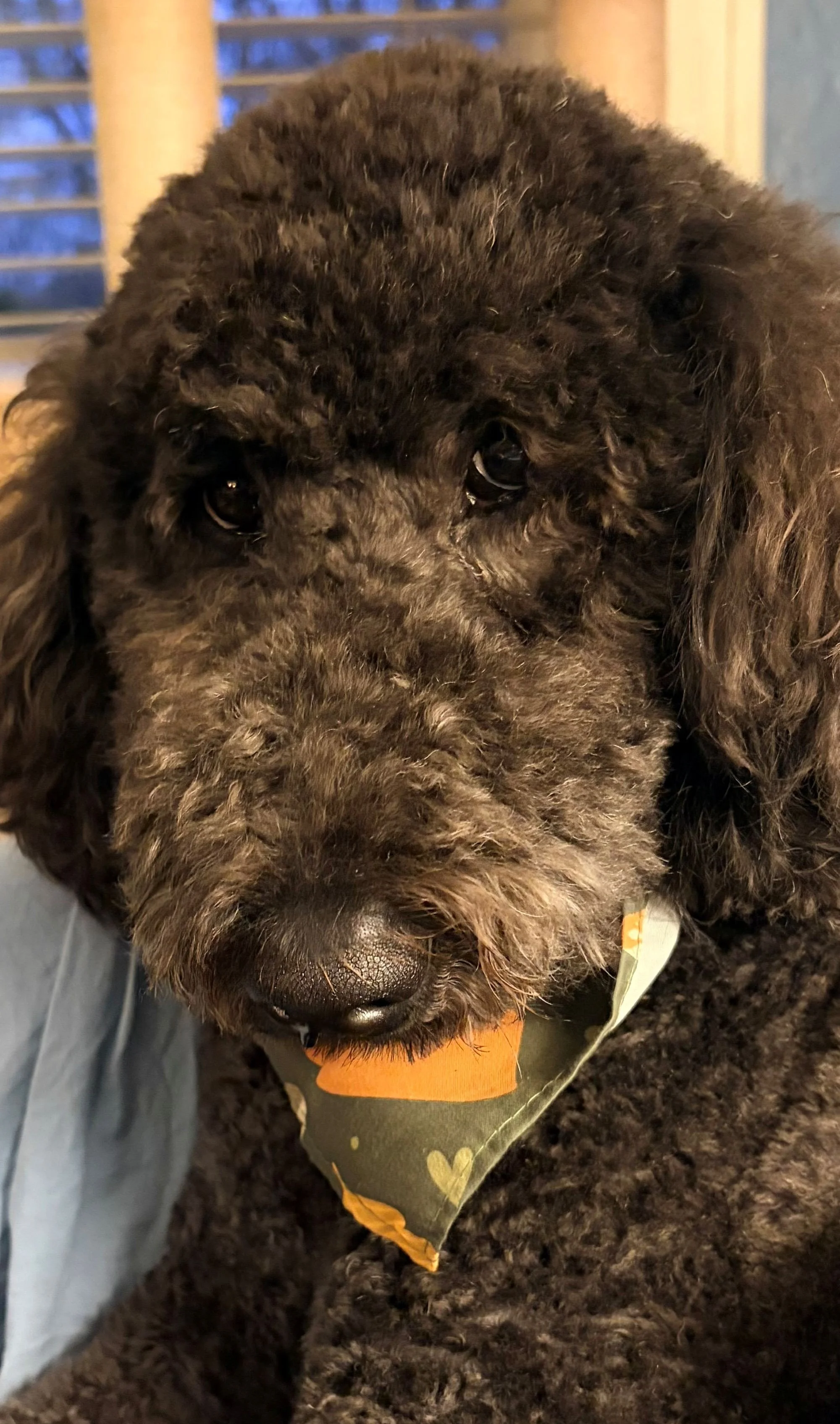 Close-up of a black curly-haired dog with a bandana around its neck, indoors near a window.