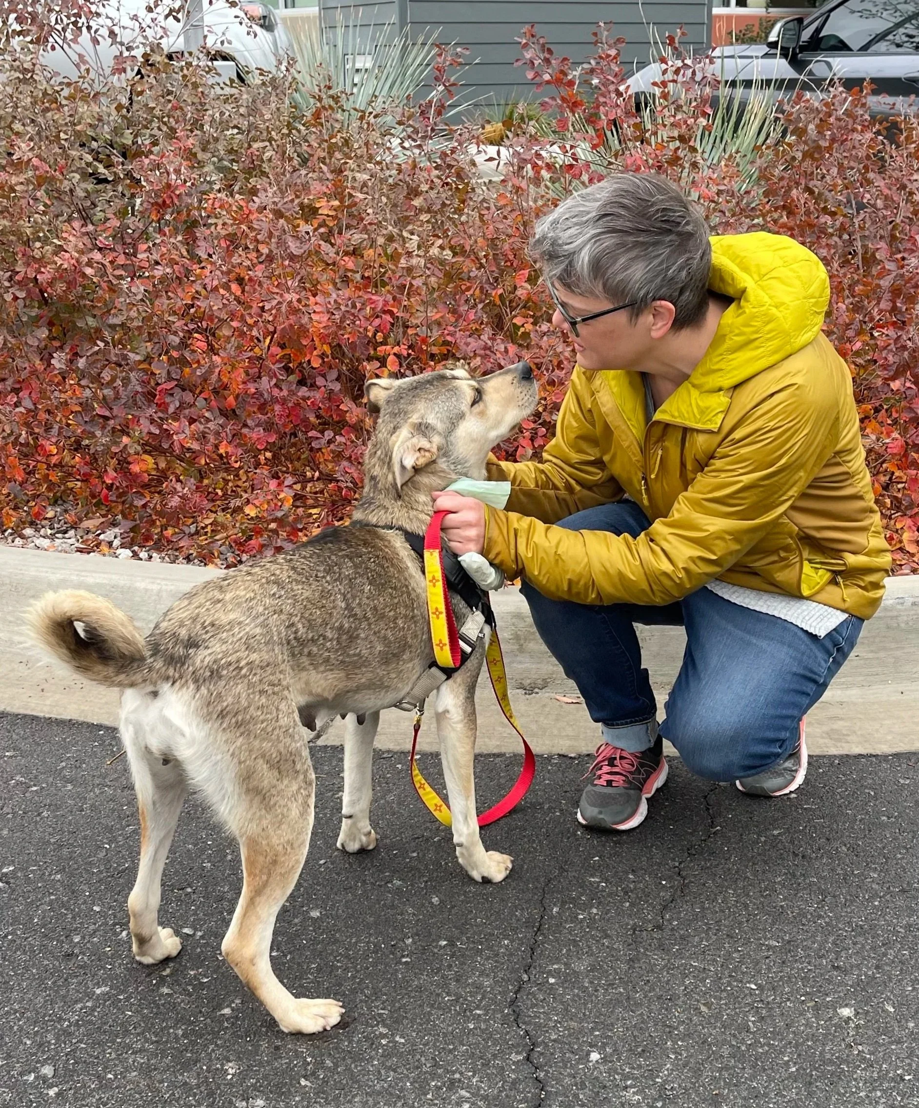 A person in a yellow jacket kneels on the sidewalk, holding the face of a happy, grey and white dog with a red harness and leash, in front of a bush with red leaves.