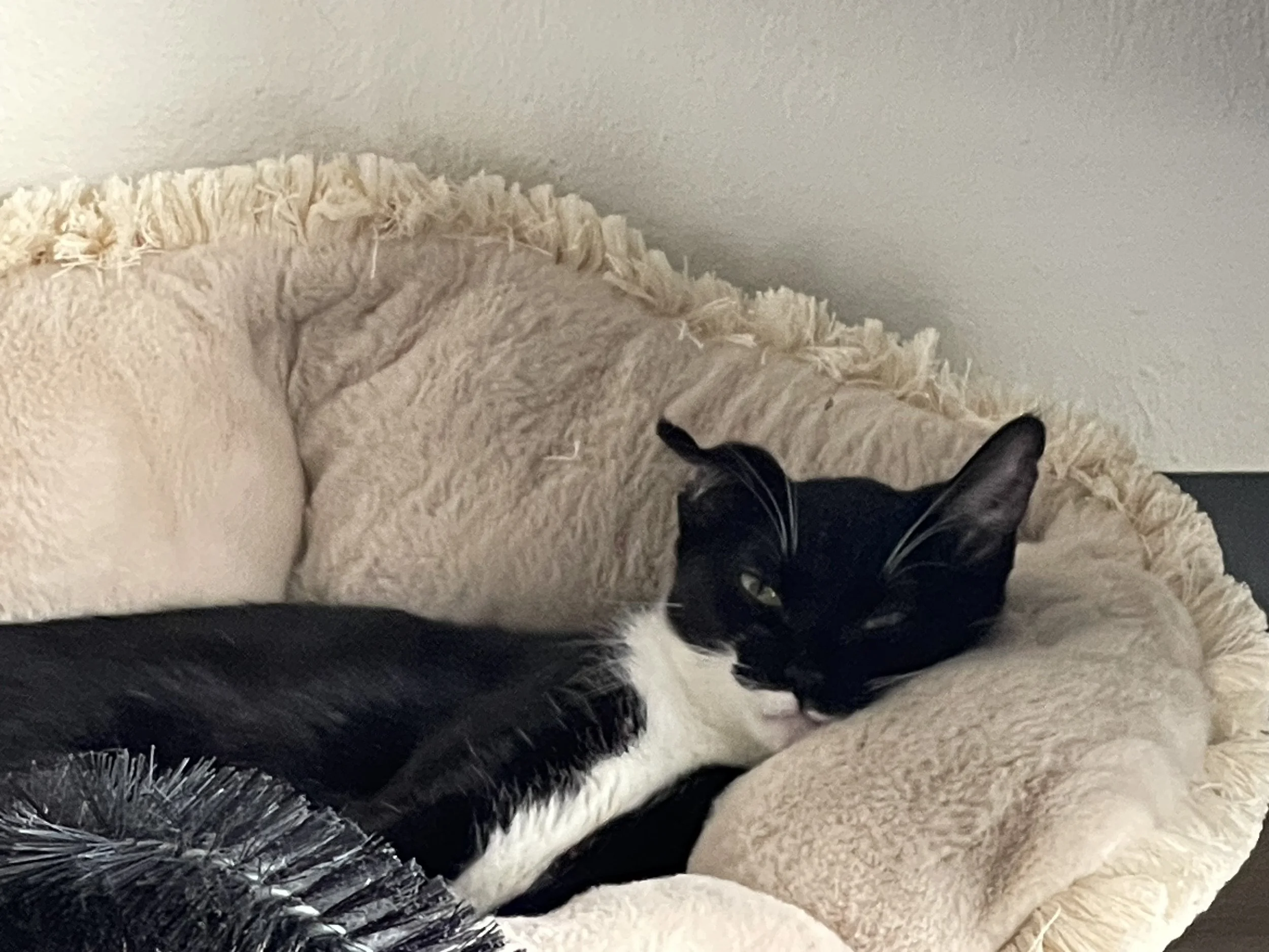 A black and white cat resting on a fluffy padded cushion