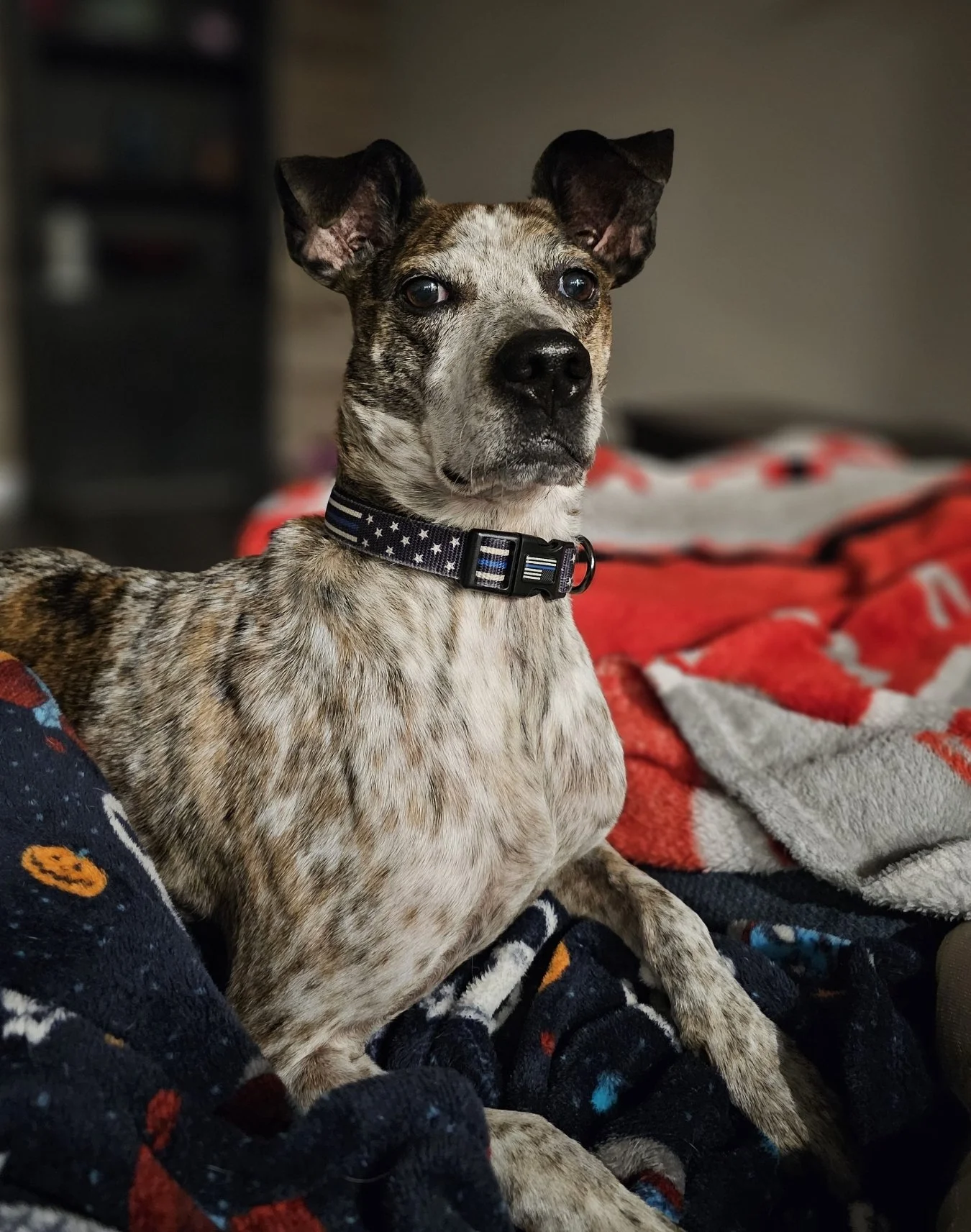A brindle-coated dog with upright ears wearing a star-patterned collar, sitting on a blanket in a cozy indoor setting.