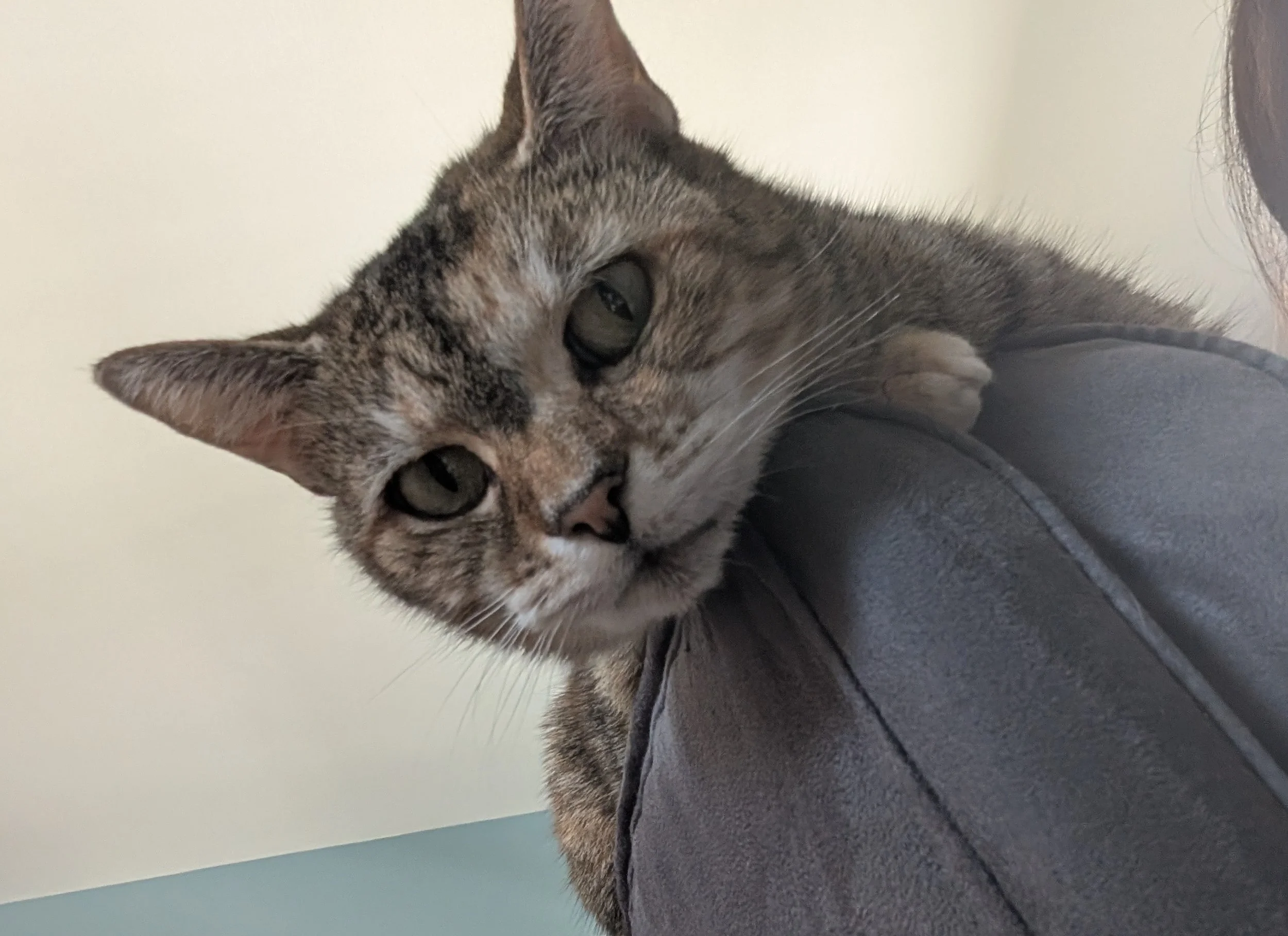 Close-up of a gray tabby cat resting its head on a person's shoulder, with a neutral-colored wall in the background.