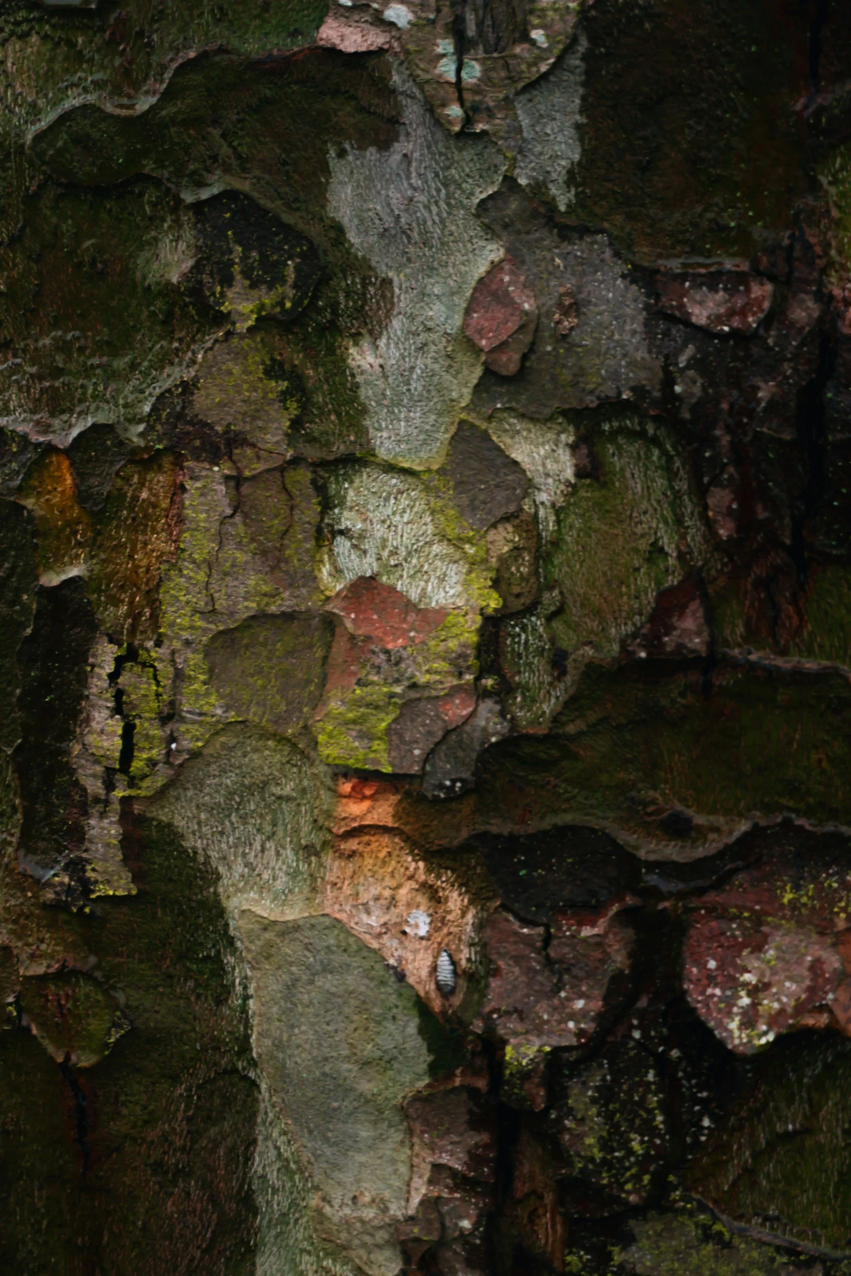 Close-up of a textured tree trunk with moss, bark, and small fungi.