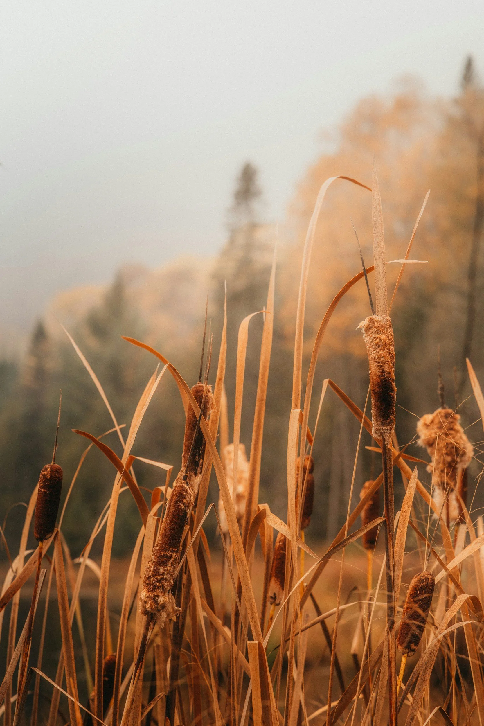 Close-up of dried cattails and tall grasses in a marsh or wetland area during late autumn or winter, with a misty or foggy background.