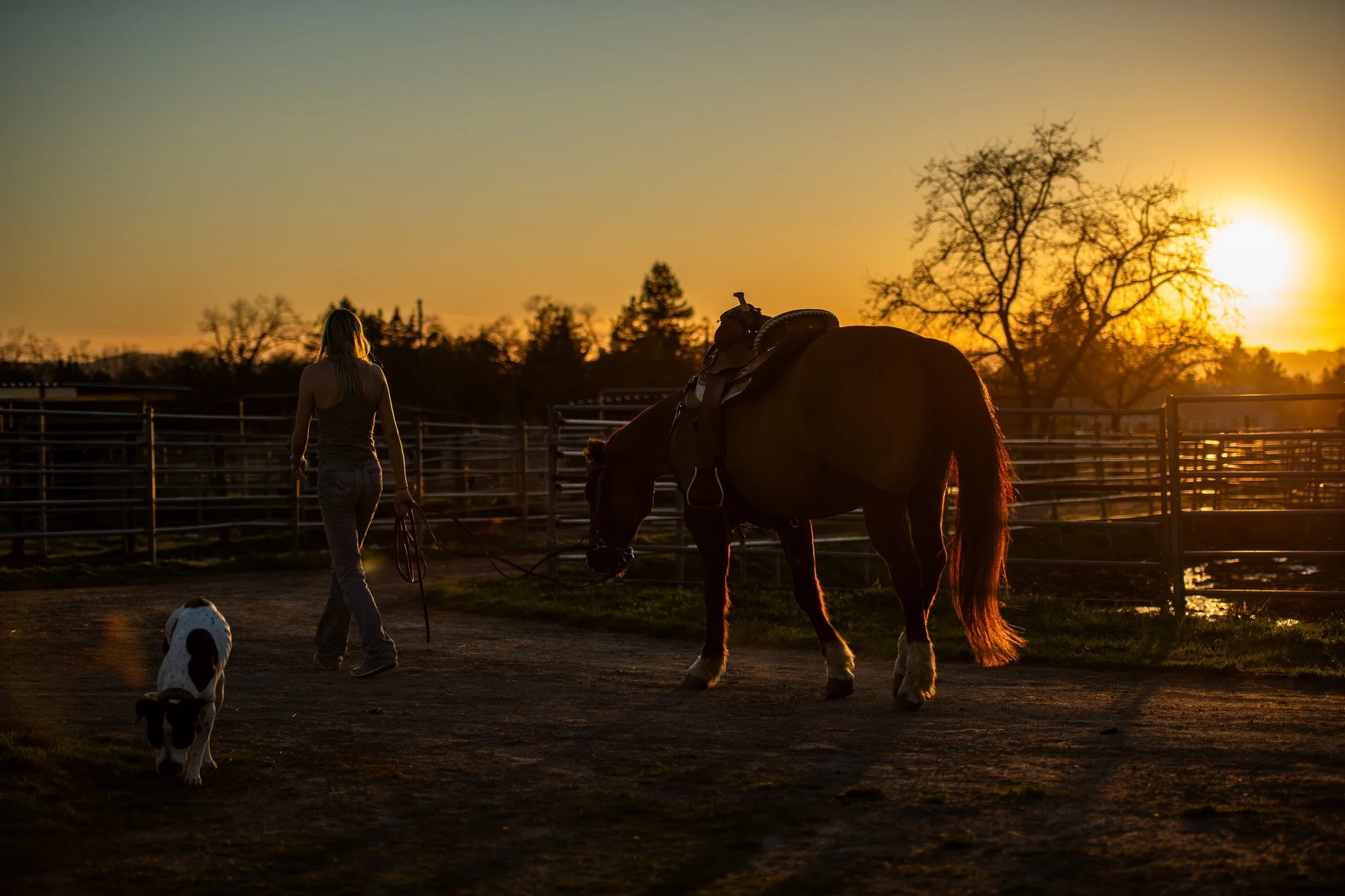 A woman walking two dogs and a horse in a fenced outdoor area at sunset.