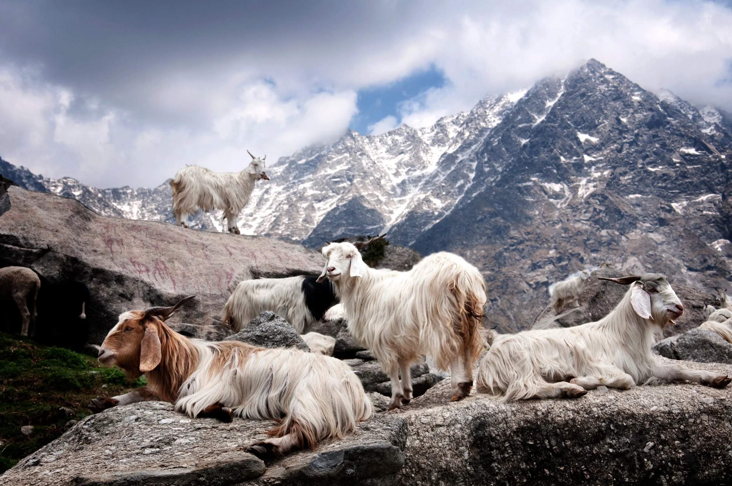Group of goats resting and standing on rocks in mountainous terrain with snow-capped peaks and cloudy sky in the background.