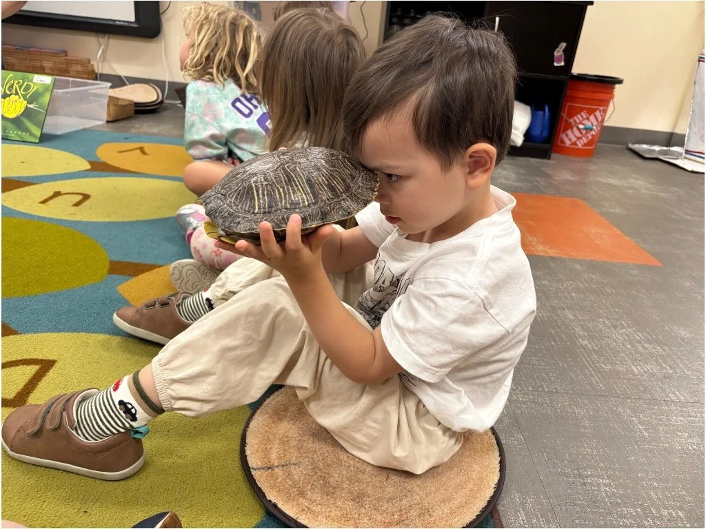 preschool child looking into a turtle shell
