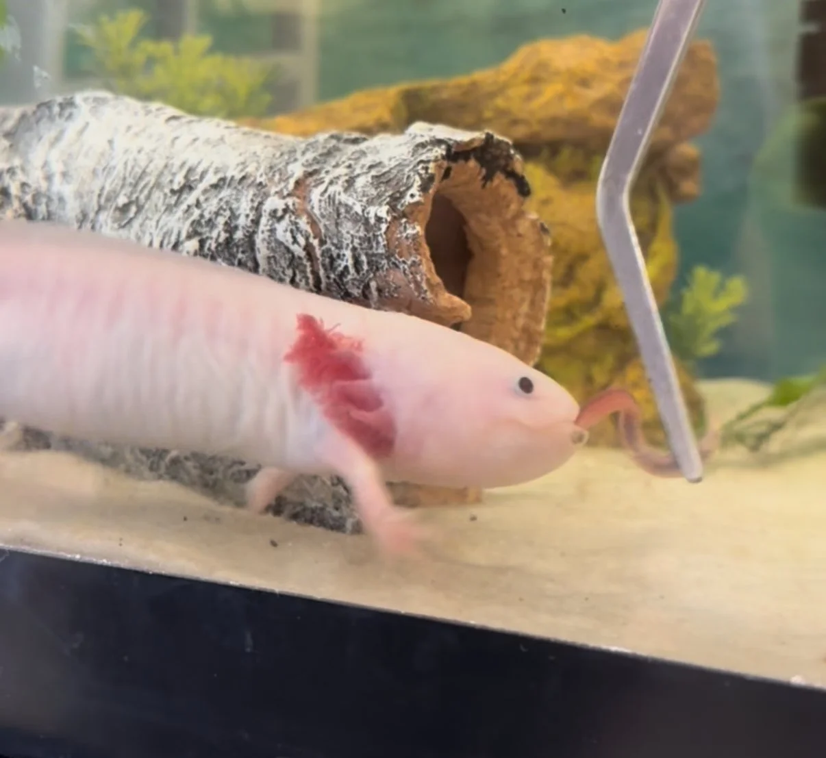 Laternlein #17: From Kindergarten to Middle School: January Updates at GIS