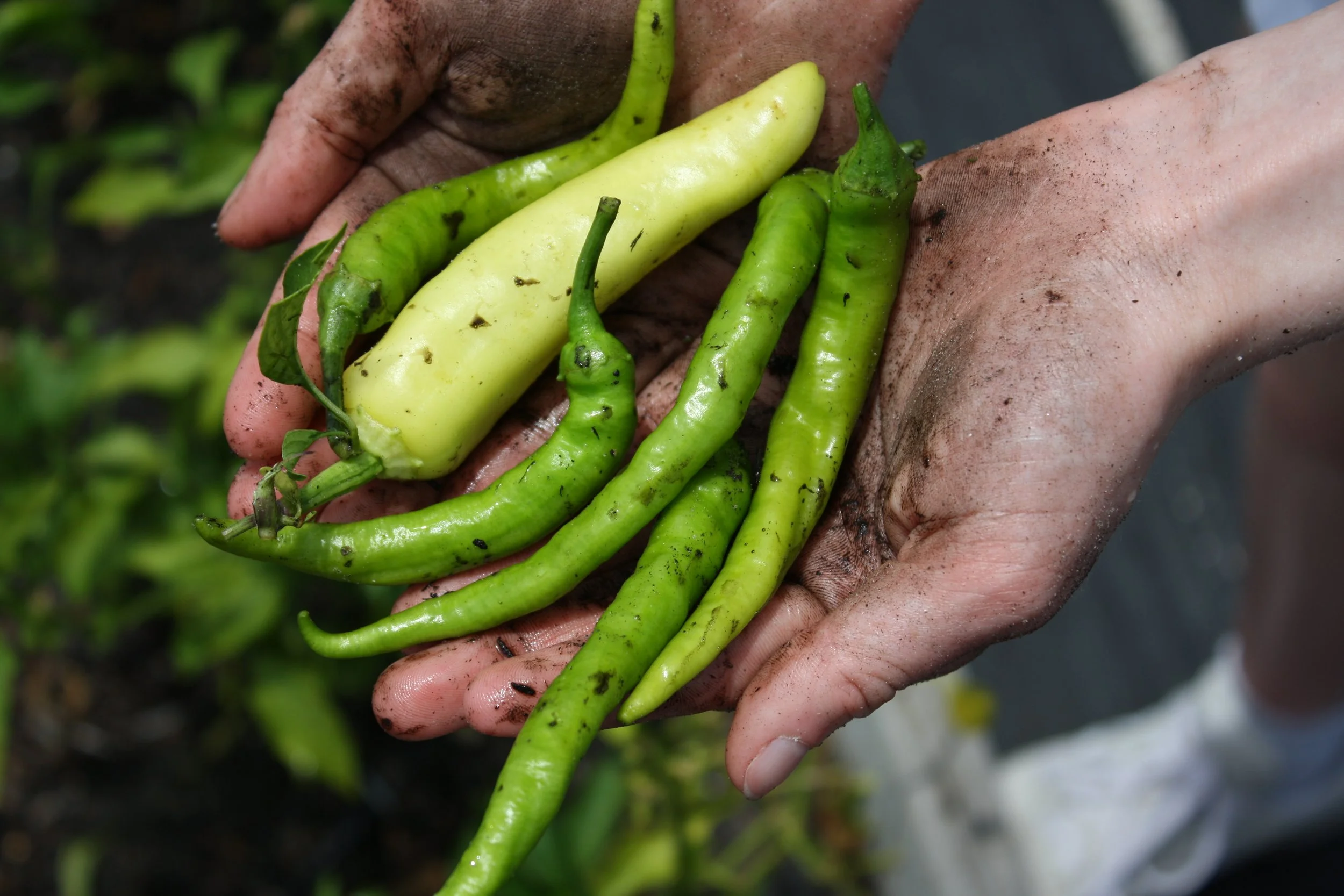 Hands holding freshly picked green chili peppers, some with dirt on them, in a garden.