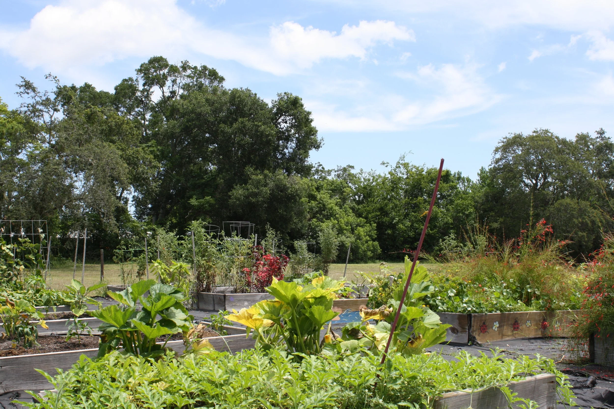 A vegetable garden with raised beds, growing leafy greens and other plants, under a blue sky with some clouds, with trees in the background.