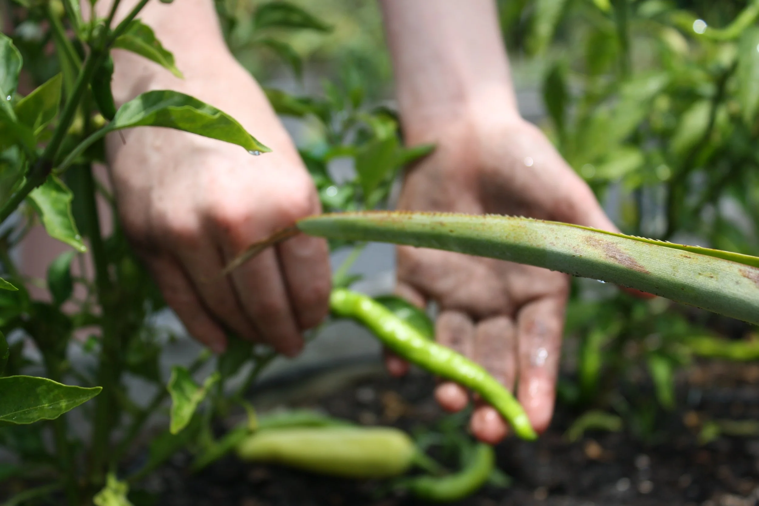 Close-up of hands harvesting a long green chili pepper from a garden with green foliage.