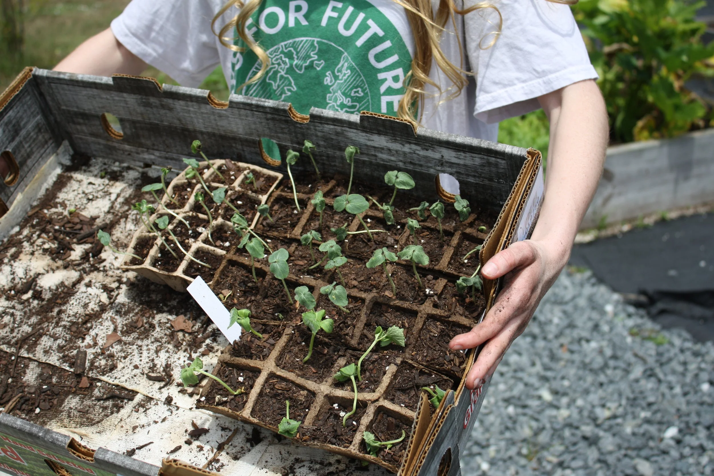 Person holding a cardboard tray with young seedling plants growing in soil, in a garden or outdoor farm setting.