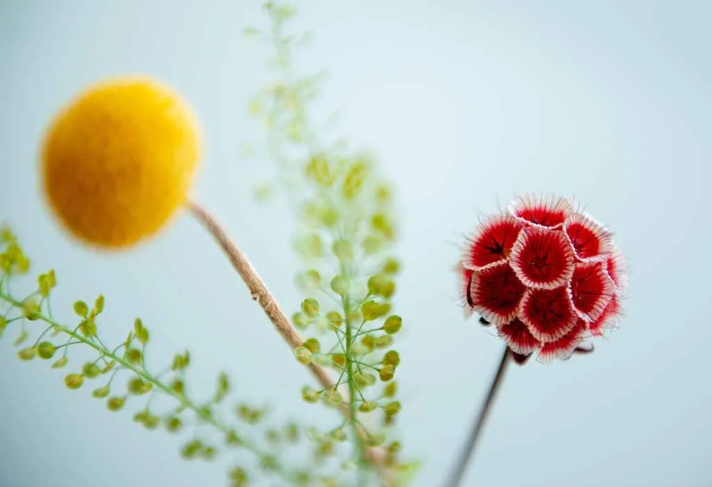 gelbe und rote Blüten vor hellblauem Hintergrund