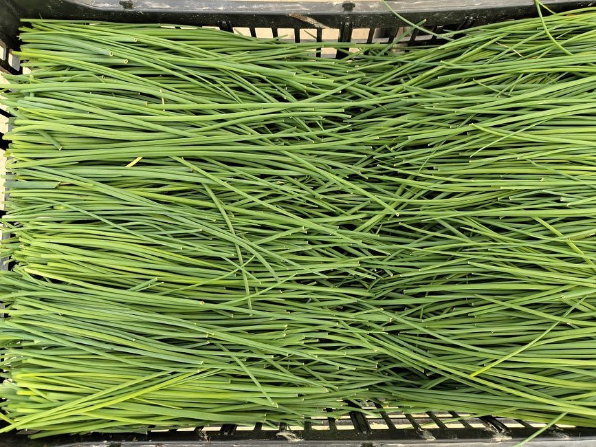 Ceboll&iacute;n 👏