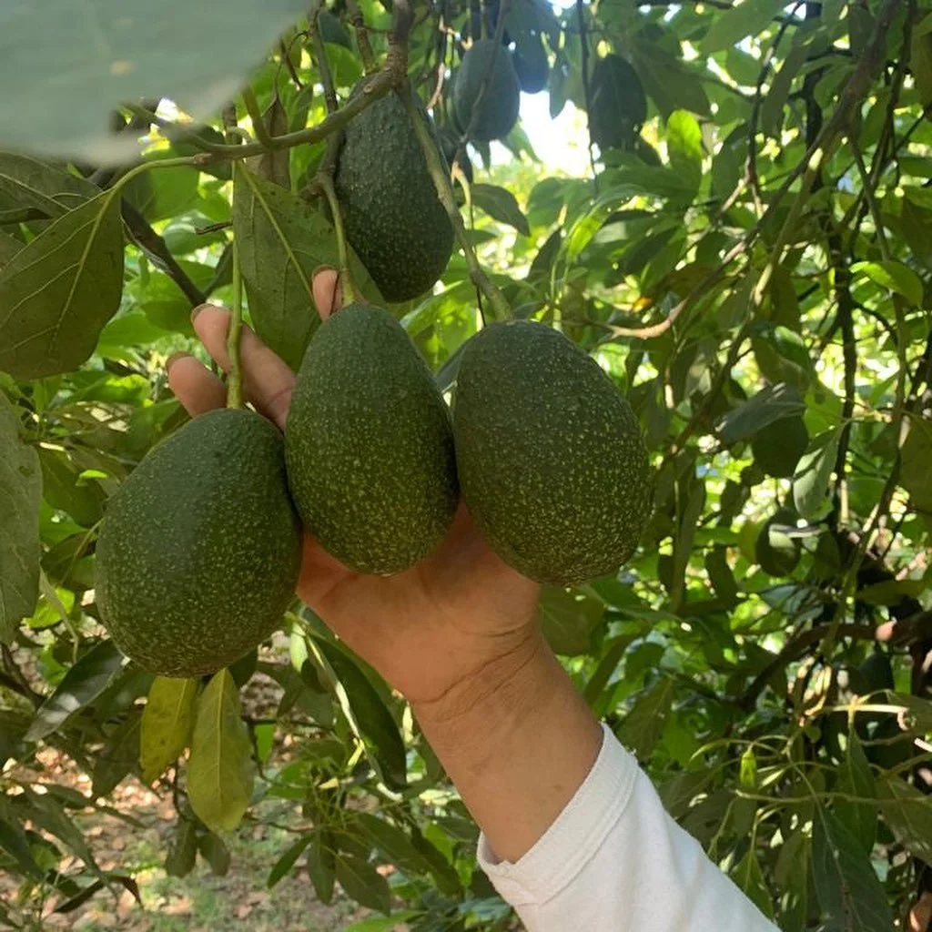 Calidad de aguacate 🥑 

Exportaci&oacute;n: 🚢 ✈️ 🚛
