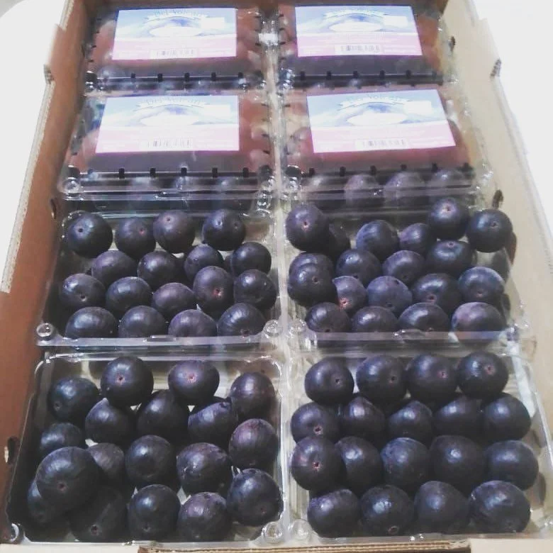 La calidad del higo en los altos del estado de Morelos es de lo mejor 🤩🌱