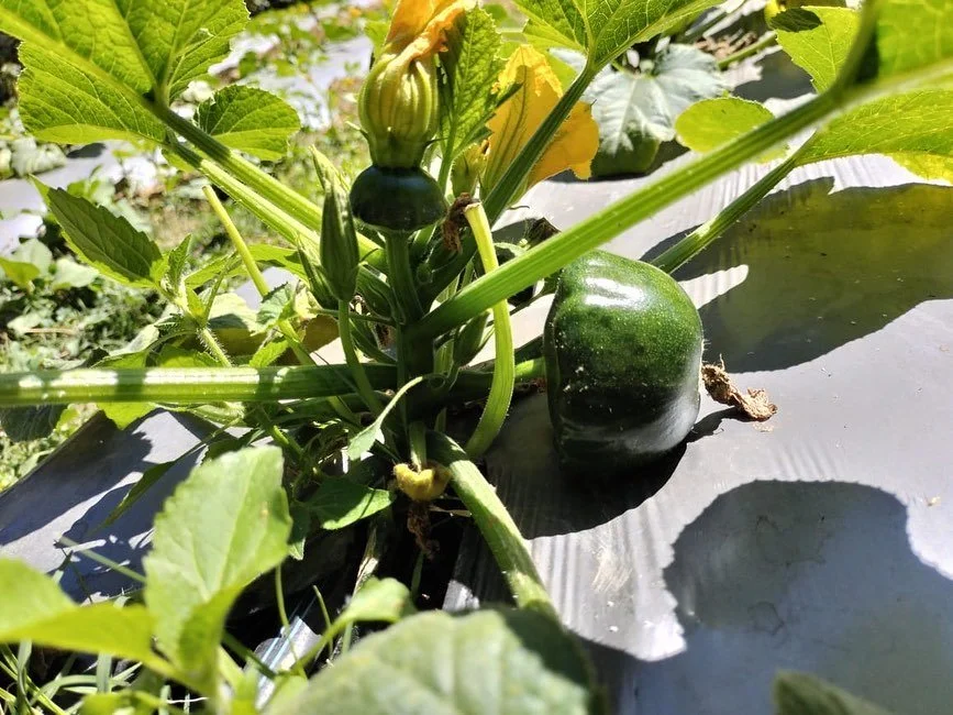 Pr&oacute;xima cosecha de calabacita 🙌