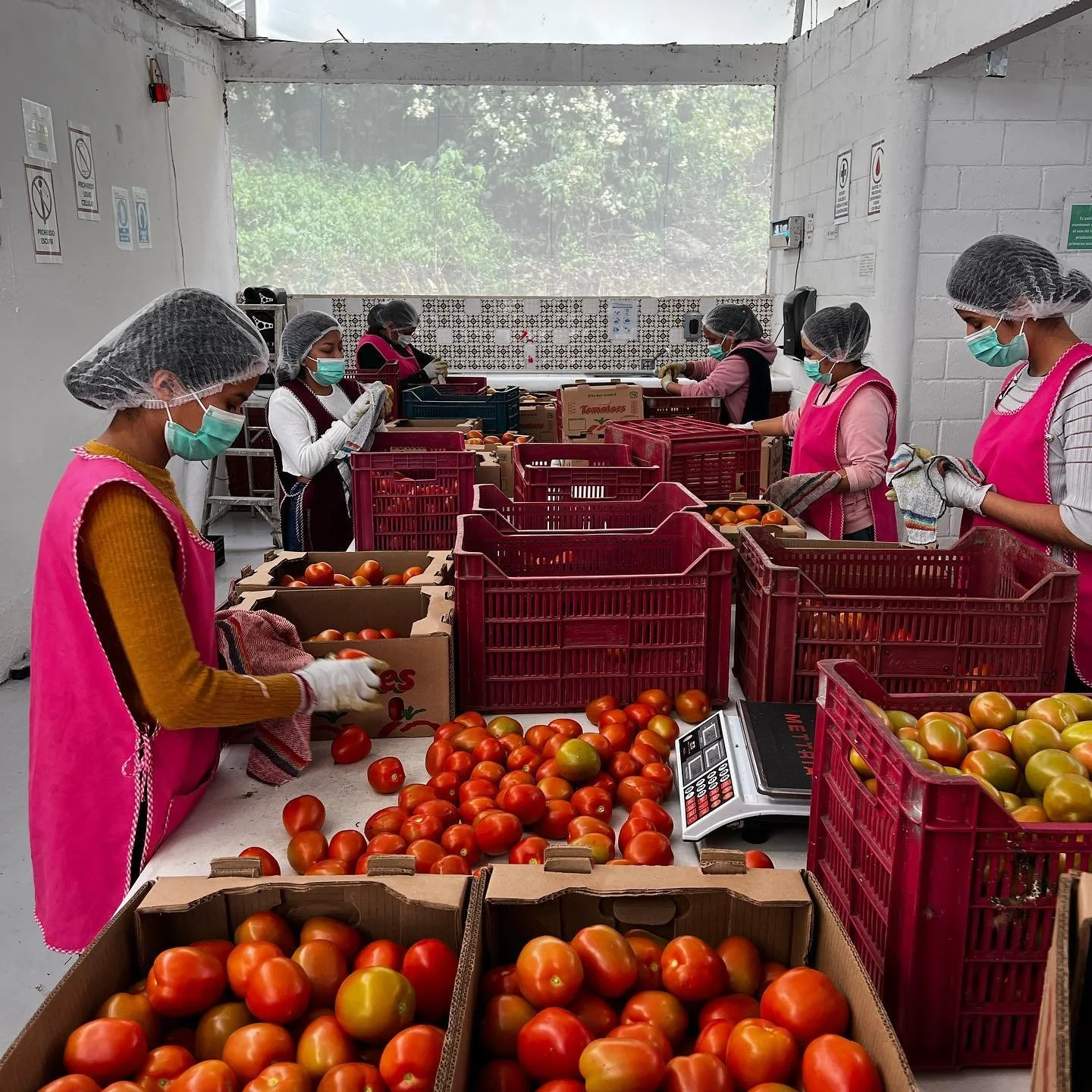 Empacando el jitomate m&aacute;s fresco y de mejor calidad 🍅