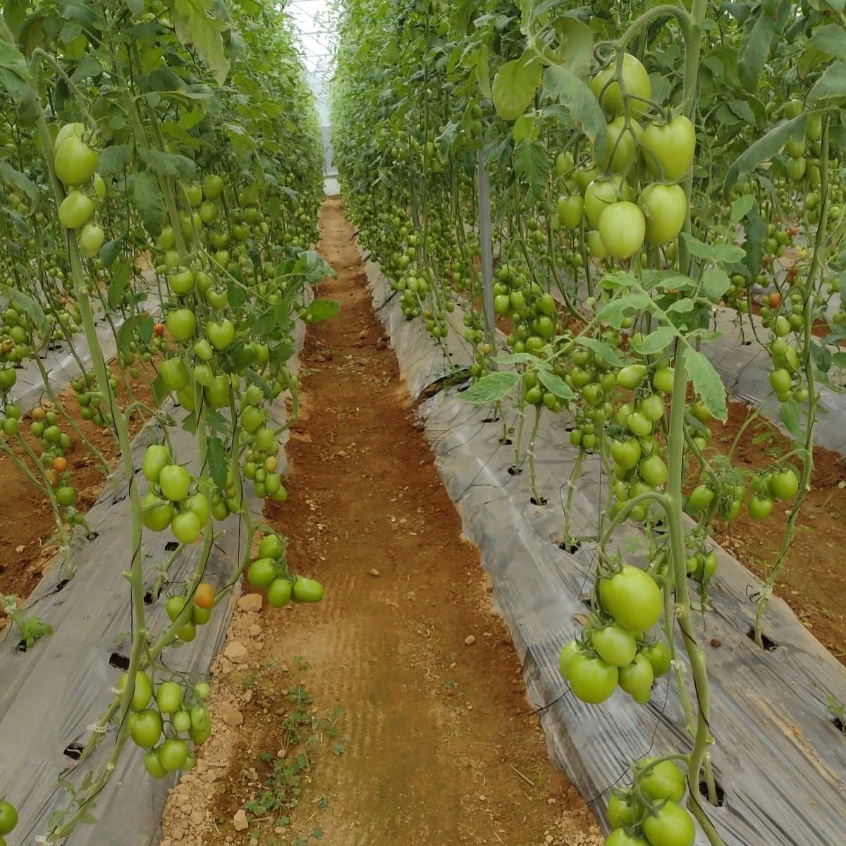 Emocionados con la pr&oacute;xima cosecha 🍅