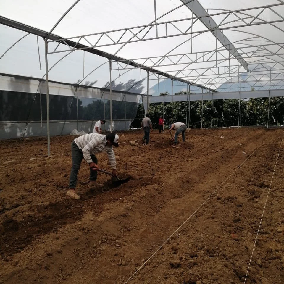 Haciendo las camas para poder sembrar m&aacute;s jitomate 🍅