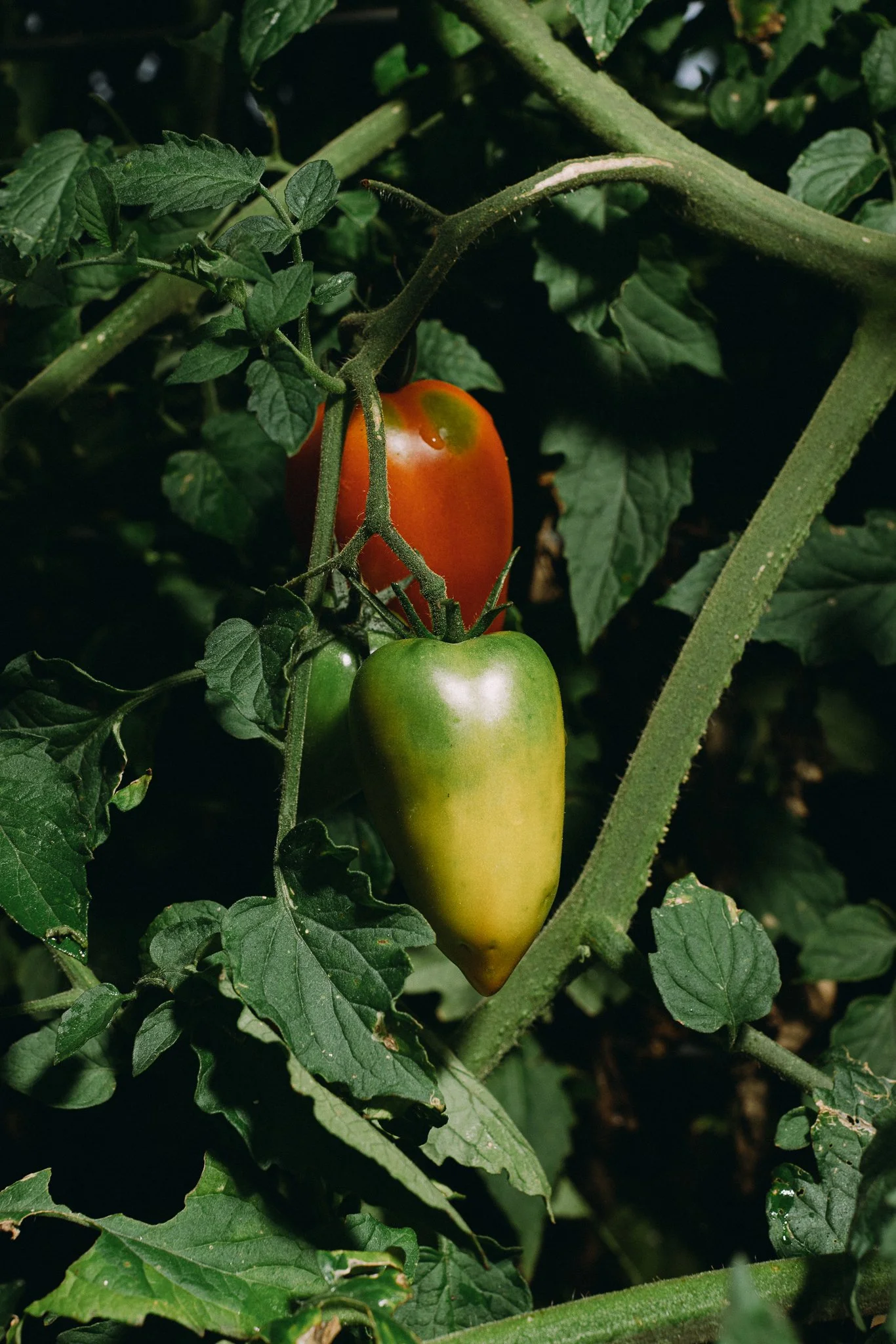 fieldandforgefarm-48.jpg