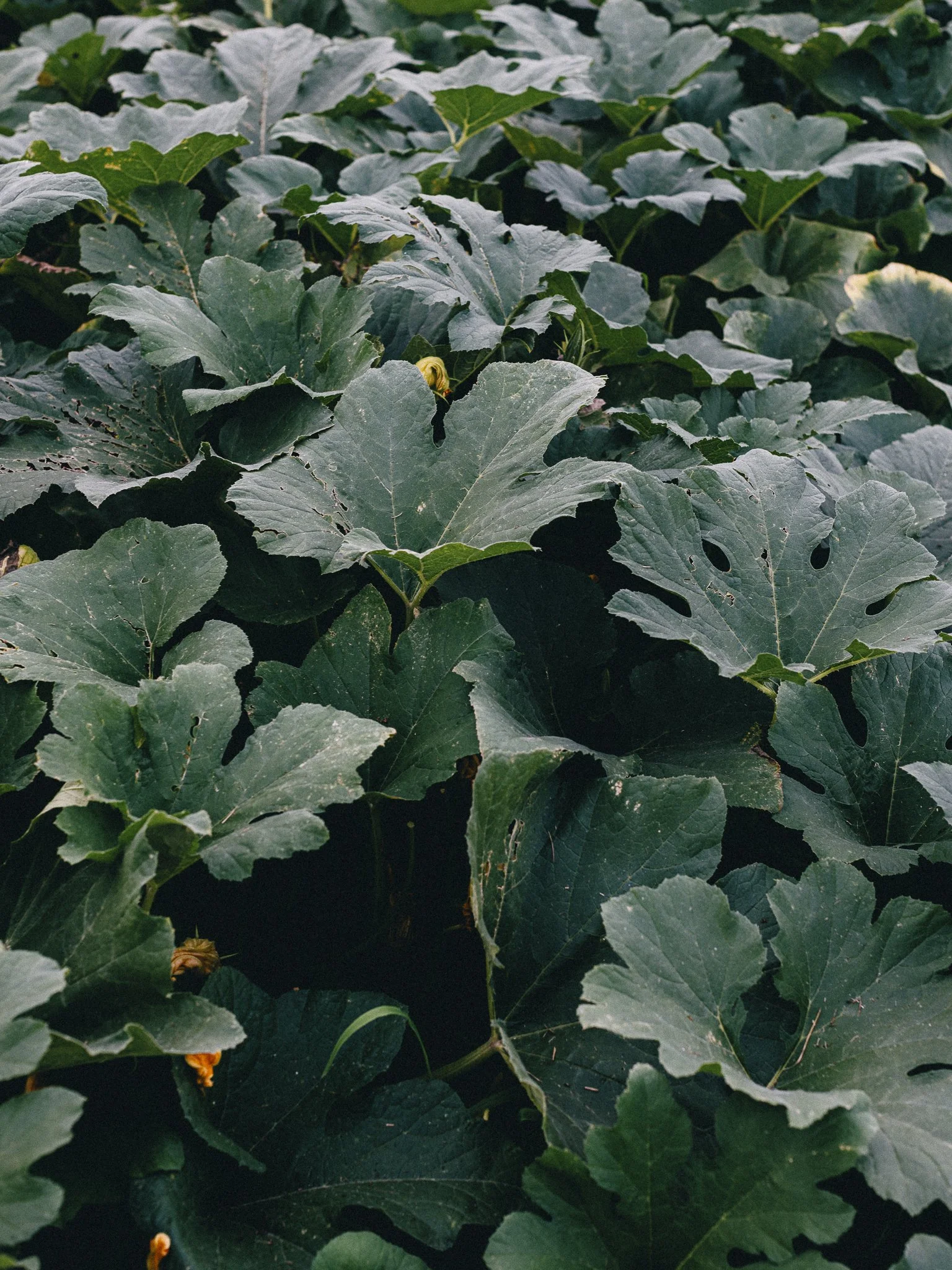 fieldandforgefarm-50.jpg