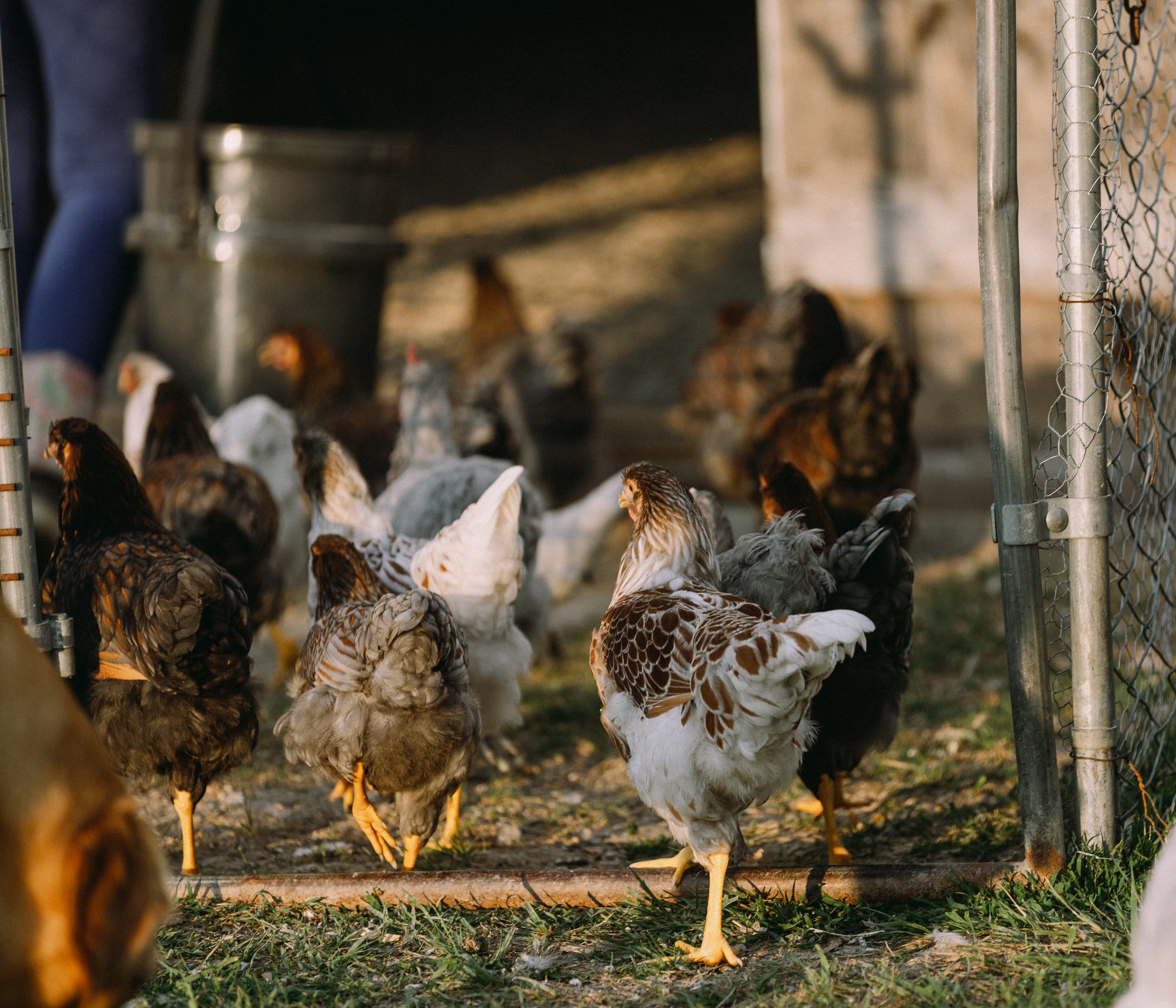 fieldandforgefarm-14.jpg