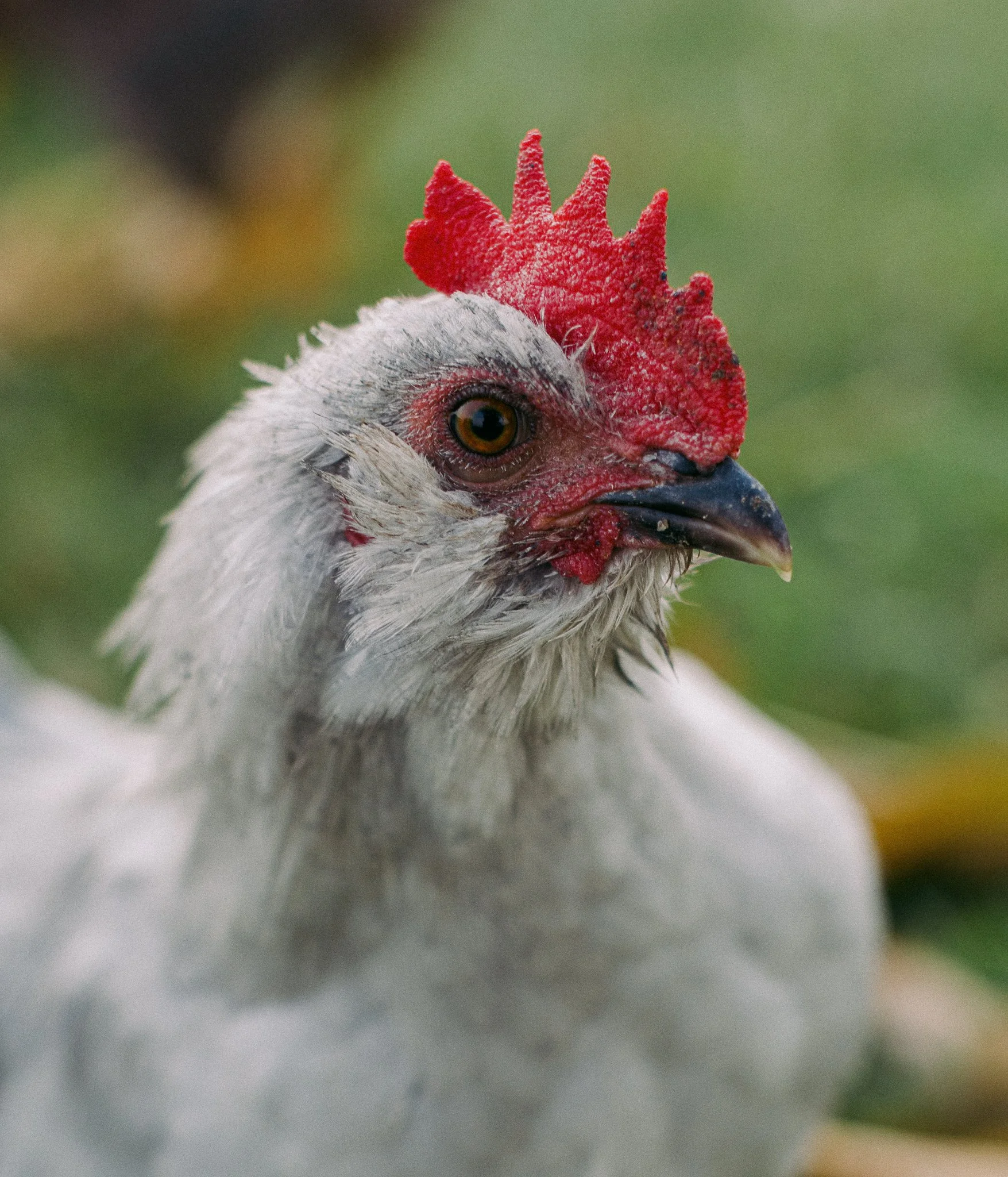 fieldandforgefarm-5.jpg