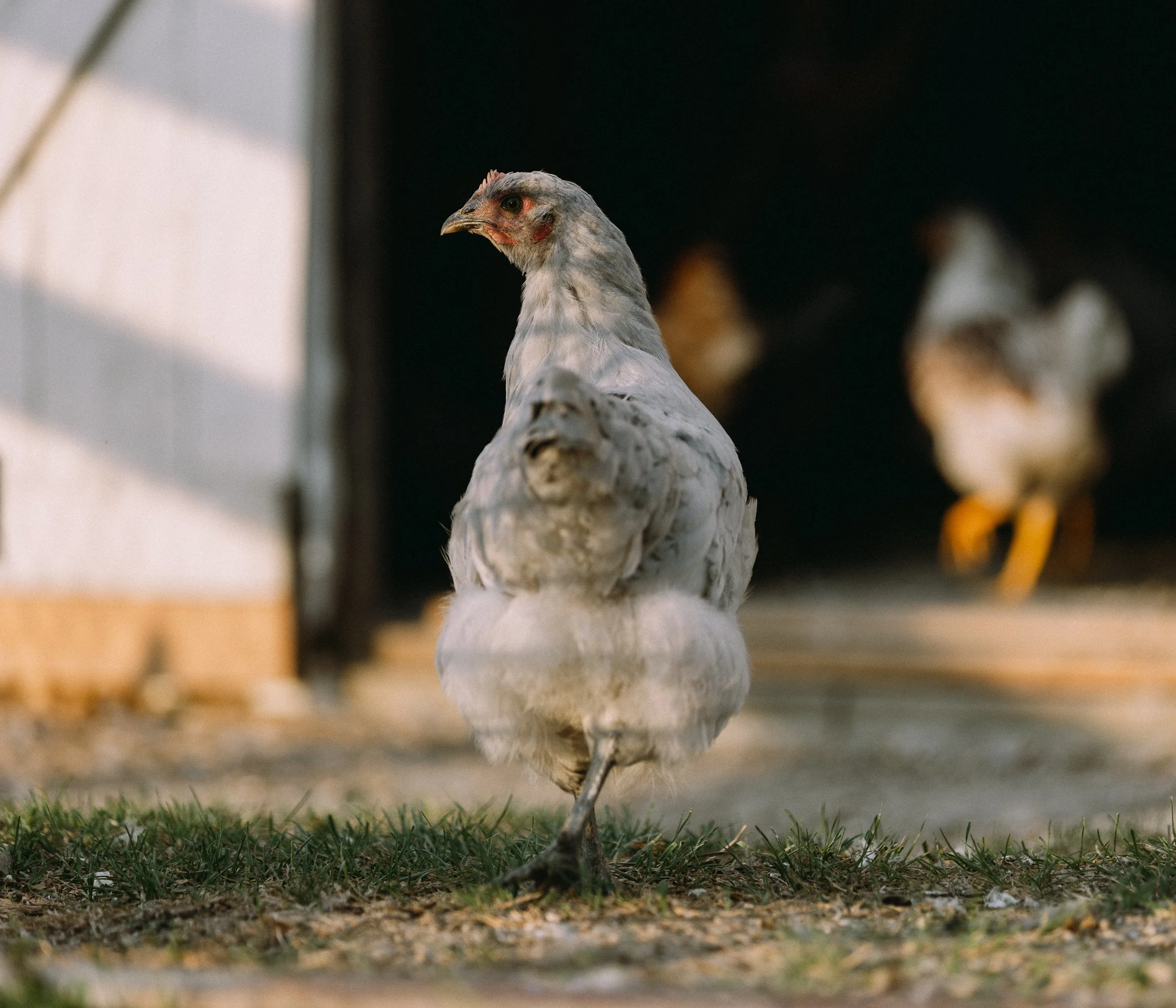 fieldandforgefarm-15.jpg