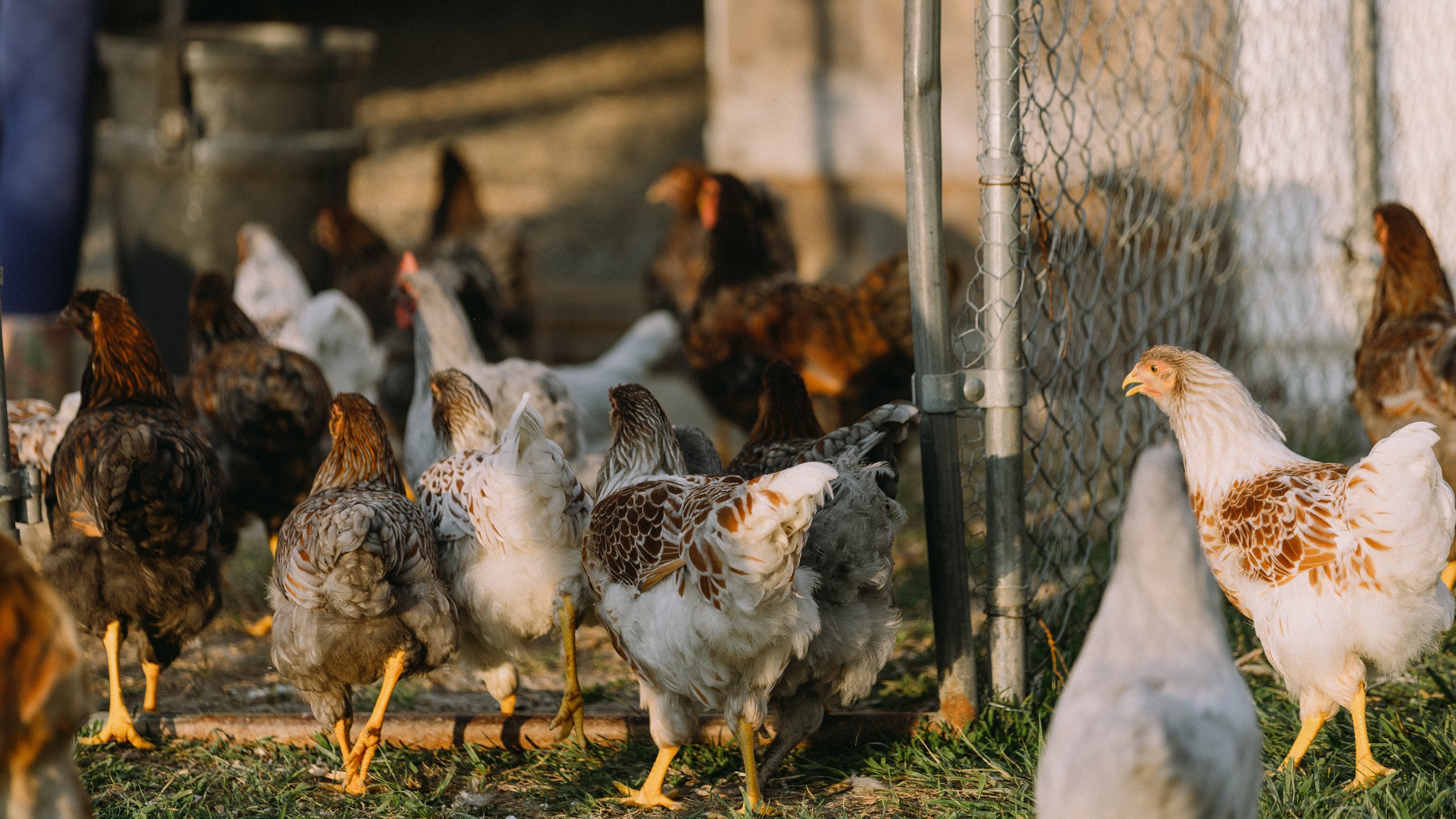 fieldandforgefarm-13.jpg