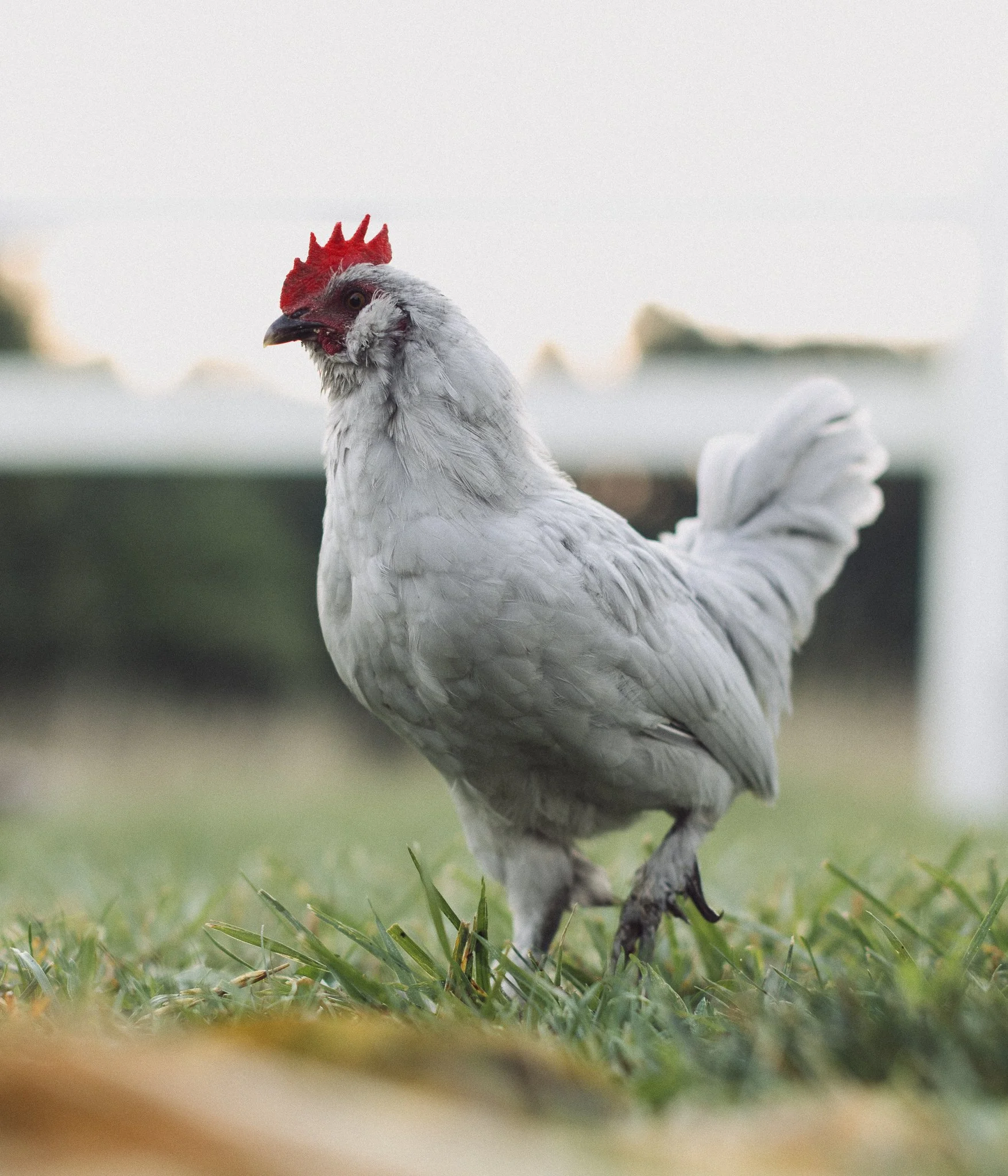 fieldandforgefarm-4.jpg