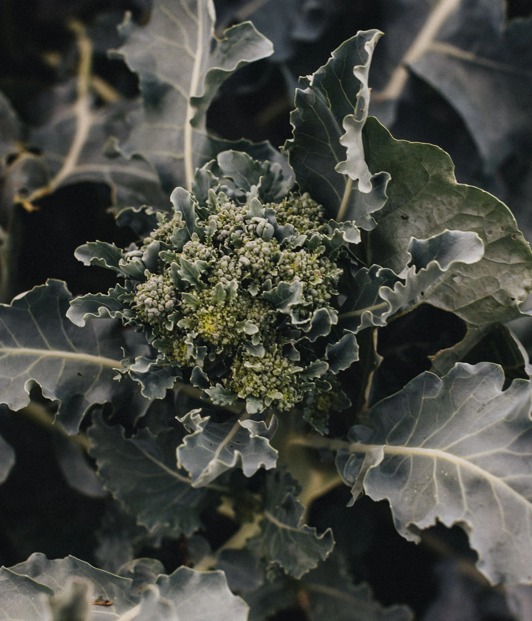 fieldandforgefarm-51.jpg