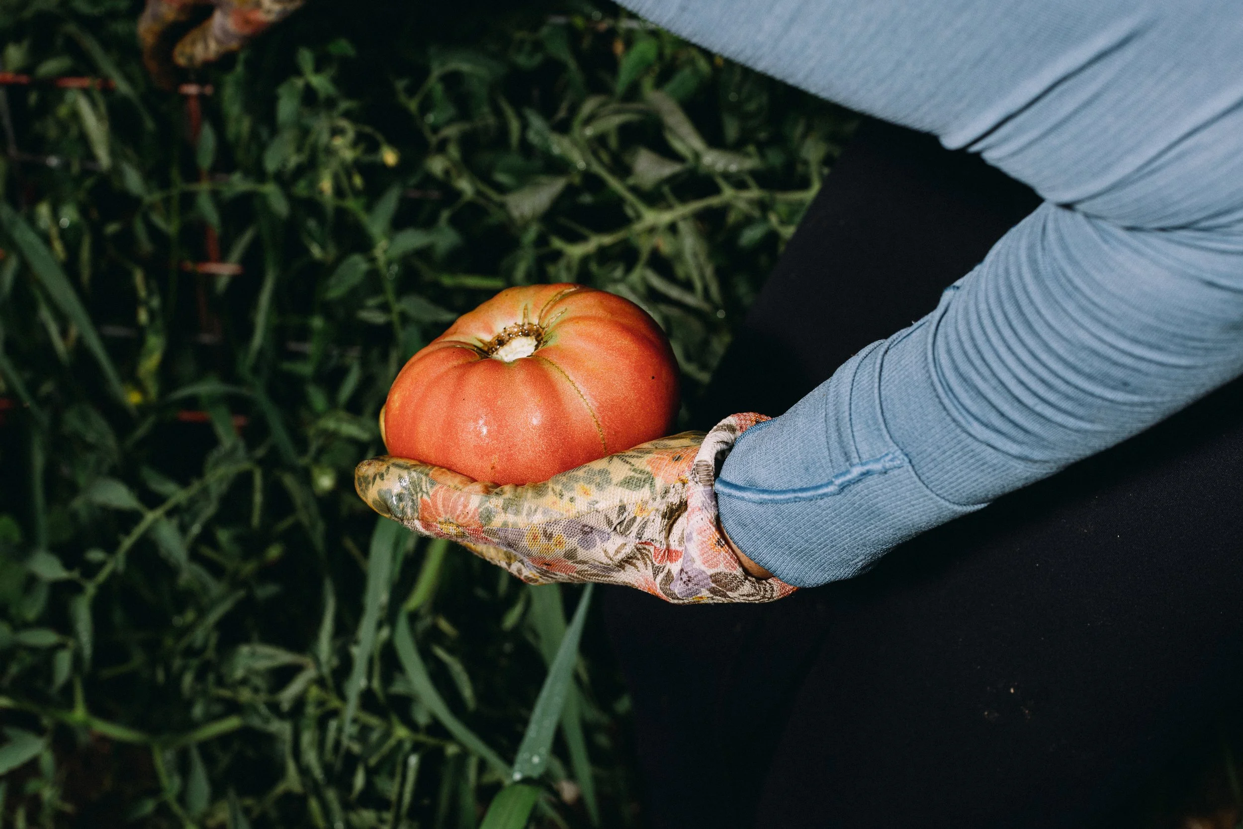 fieldandforgefarm-32.jpg