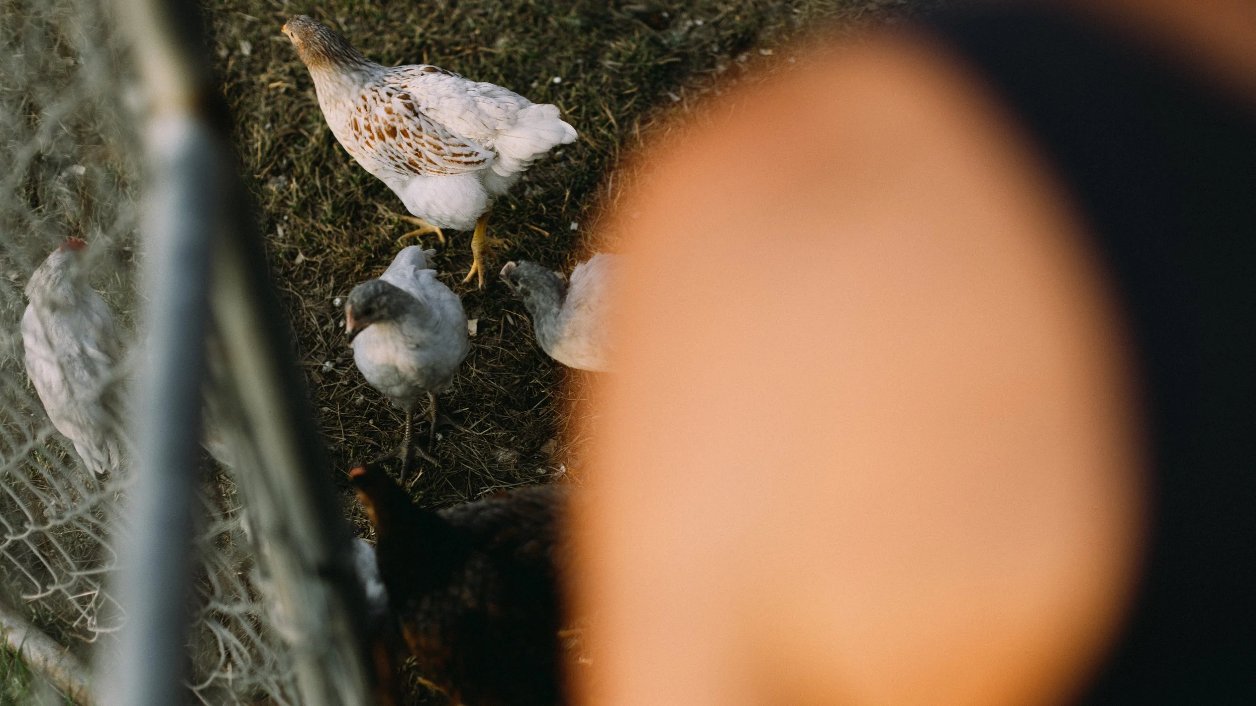 fieldandforgefarm-35.jpg