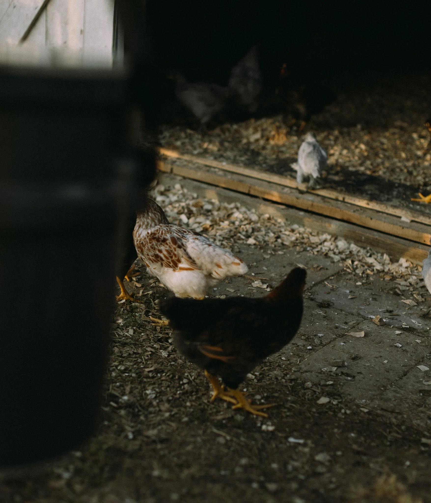 fieldandforgefarm-36.jpg