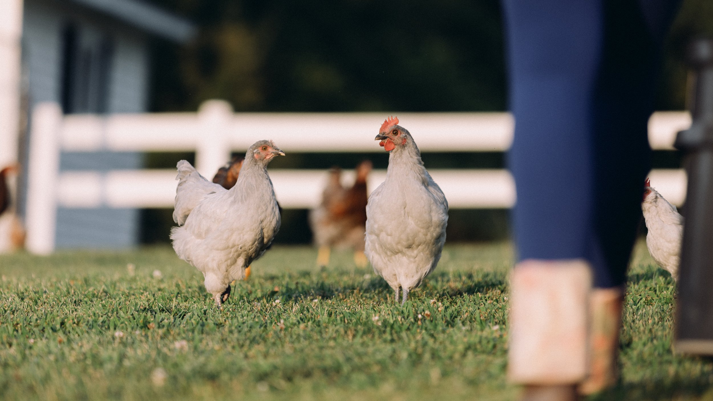fieldandforgefarm-12.jpg