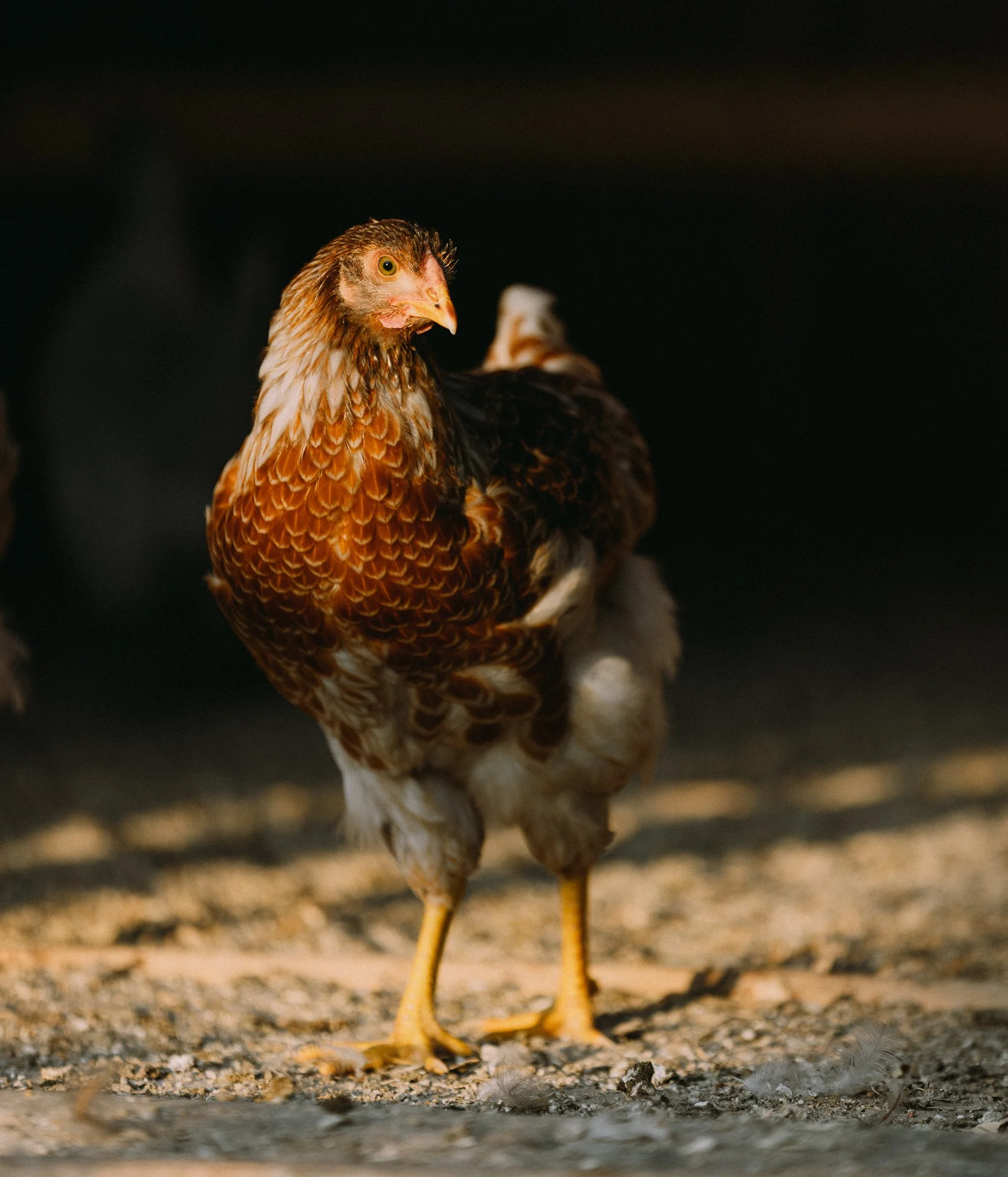 fieldandforgefarm-16.jpg