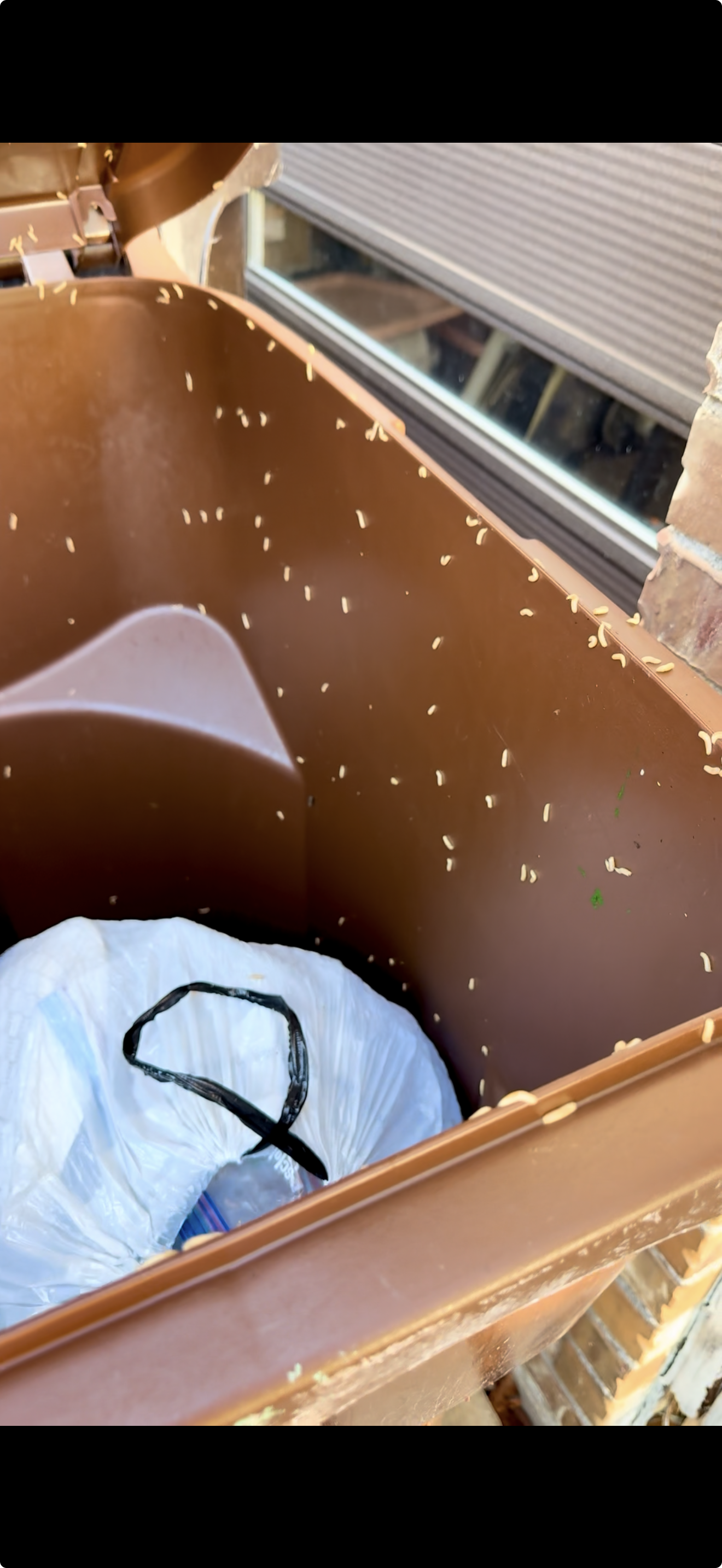 Organic Fly Repellent