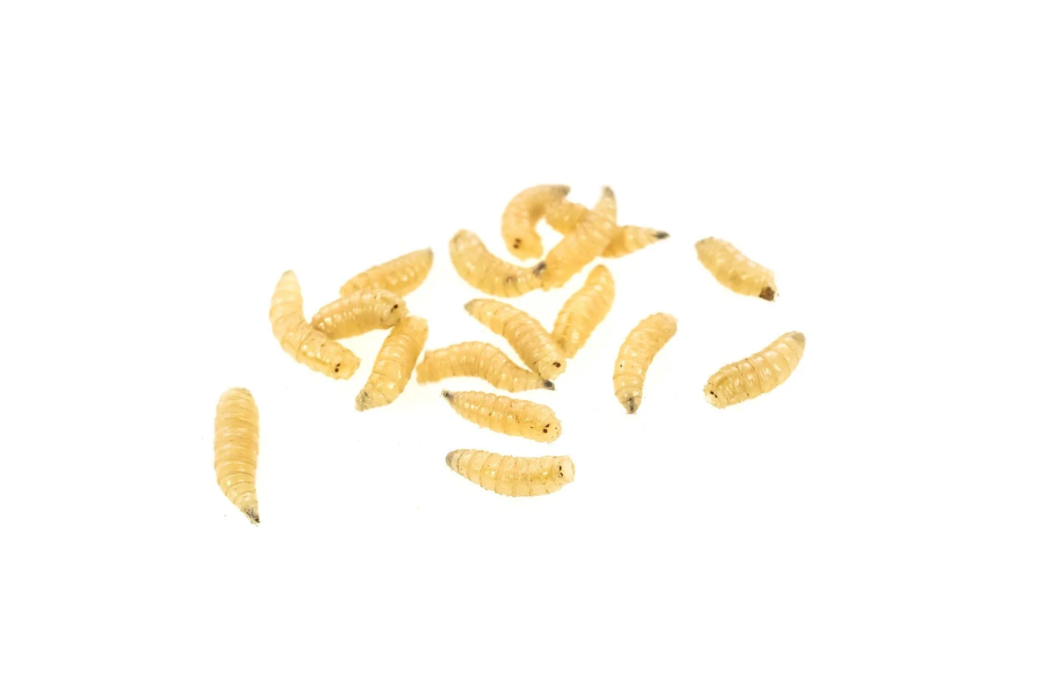 maggots.jpg