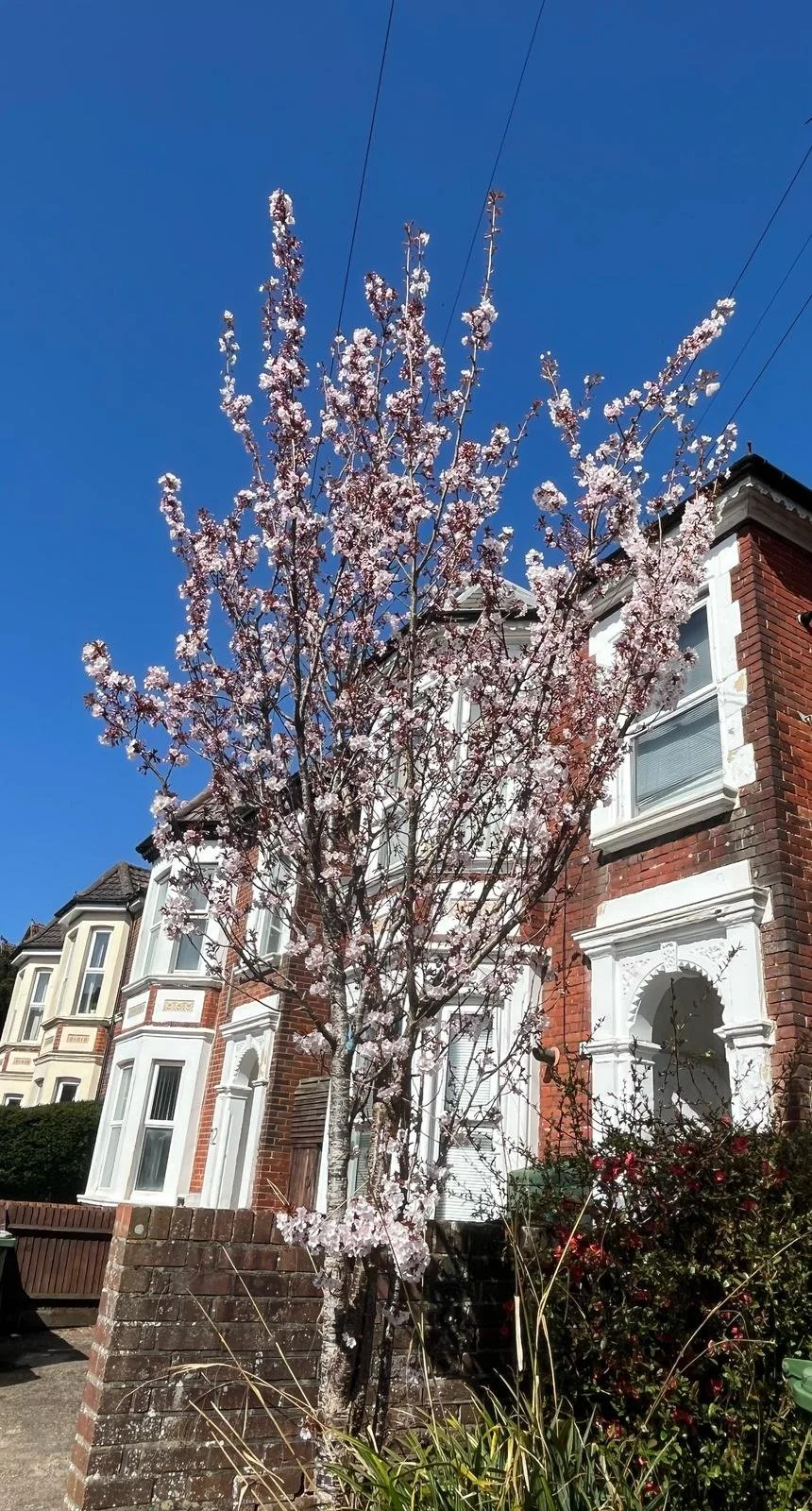 Cherry Blossom.jpg