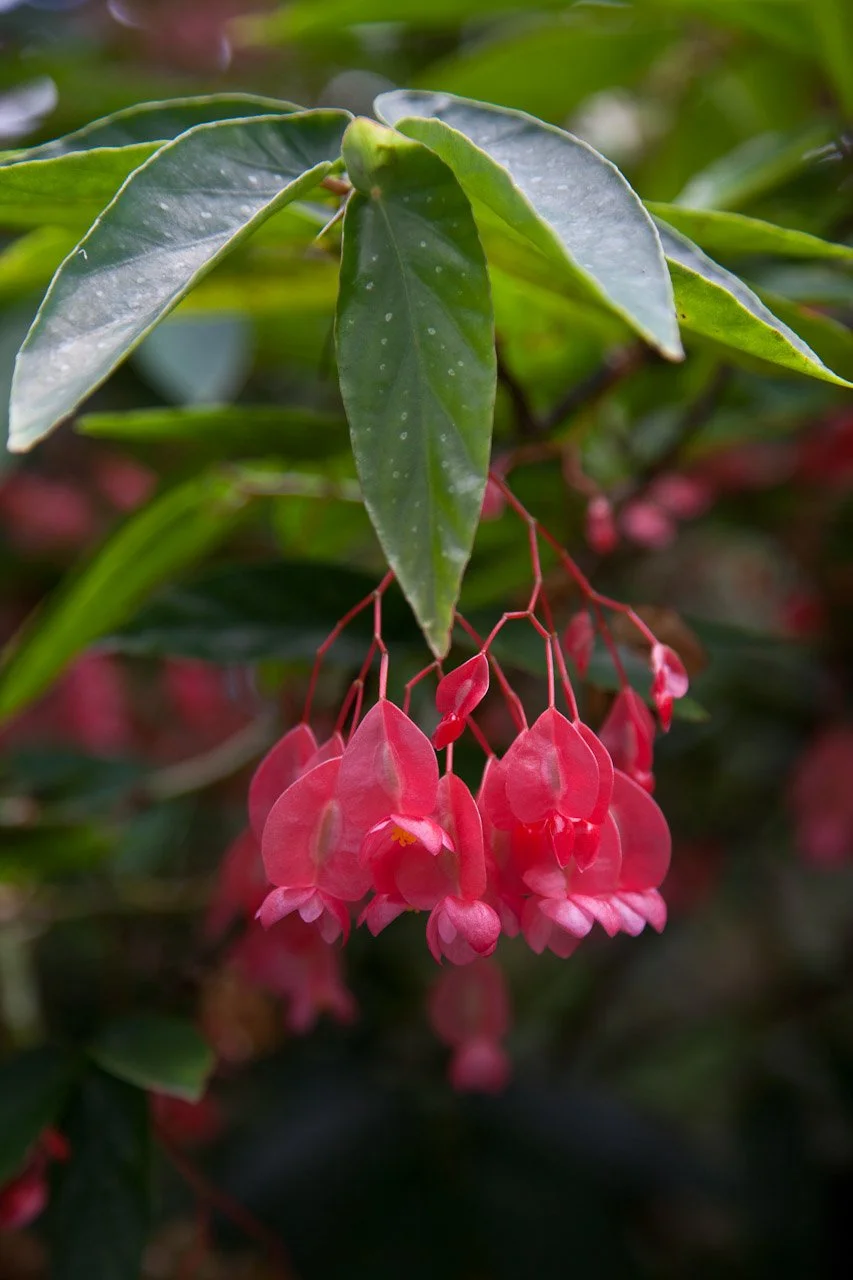 20110209_Jardin_Botanique_Deshaies_357.JPG