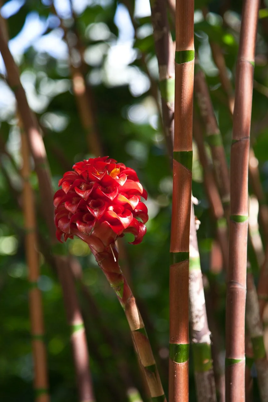 20110209_Jardin_Botanique_Deshaies_198.JPG