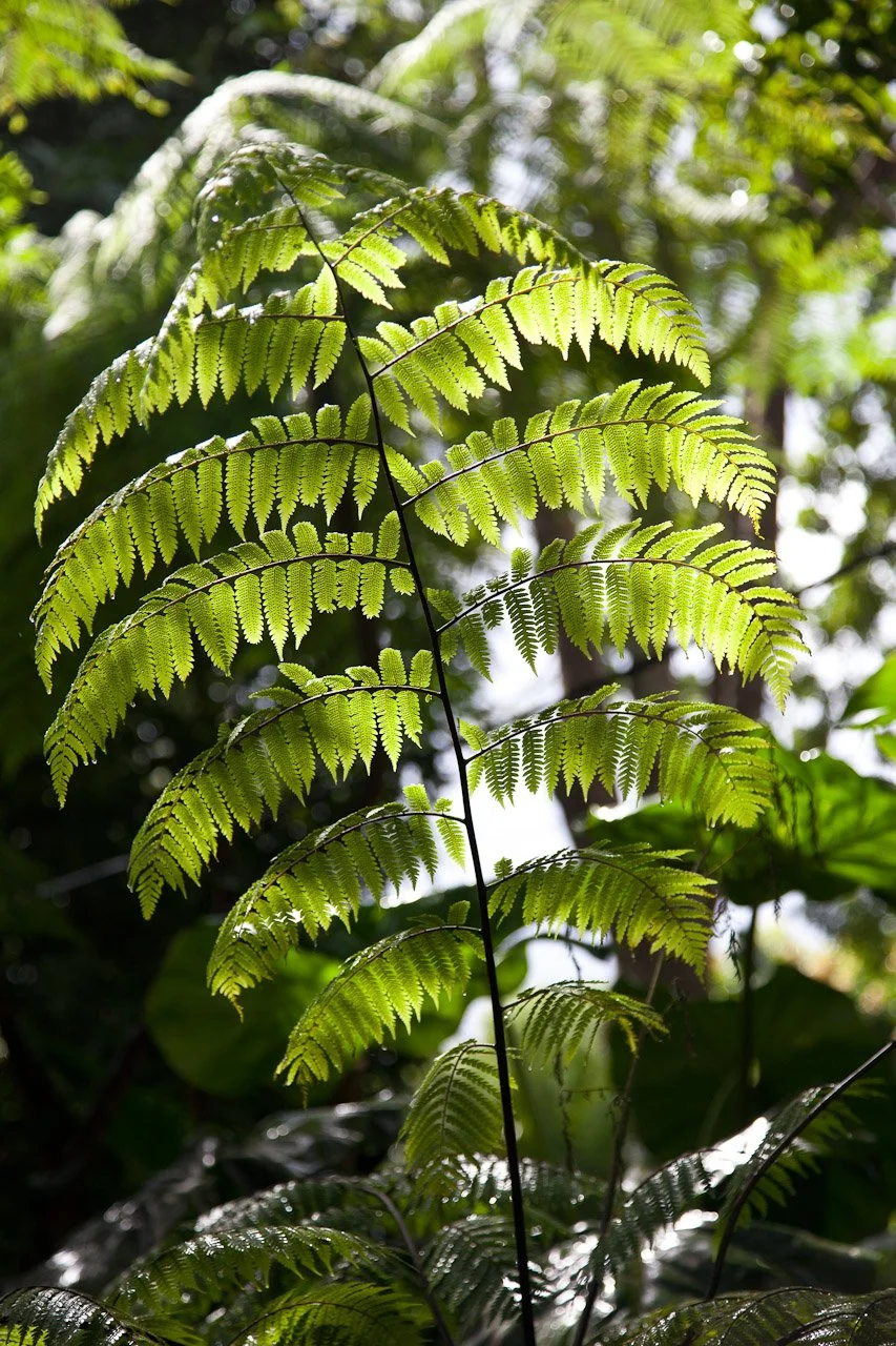 20110209_Jardin_Botanique_Deshaies_406.JPG