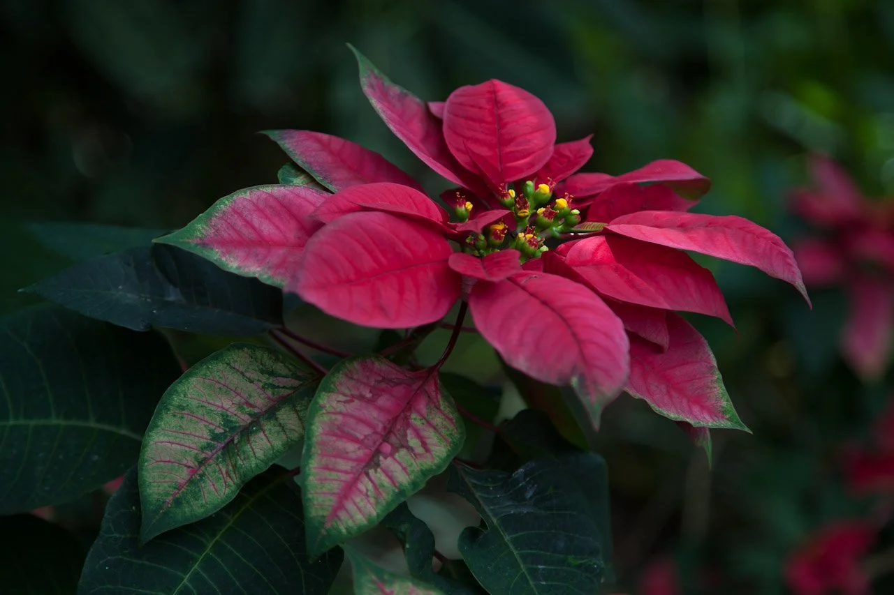 20110209_Jardin_Botanique_Deshaies_064.JPG
