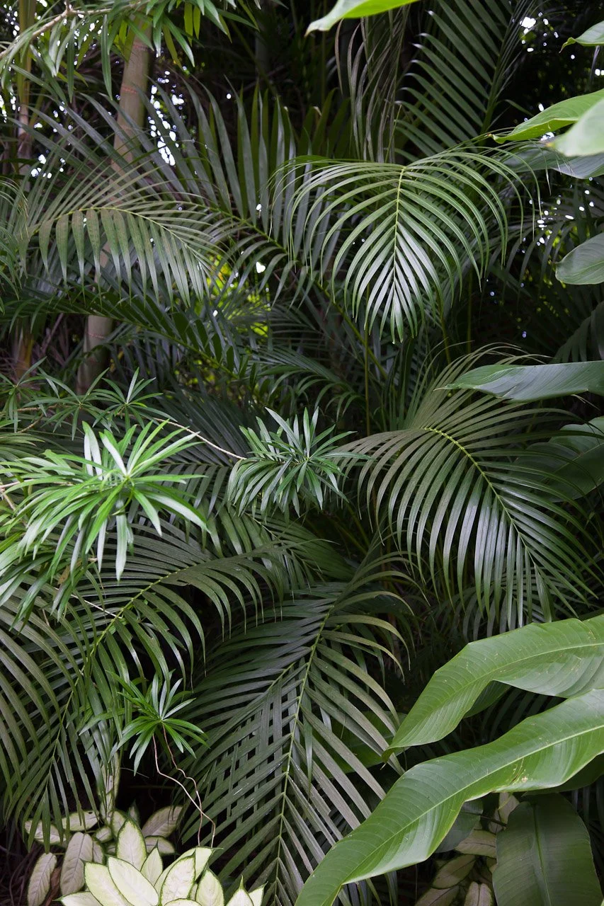20110209_Jardin_Botanique_Deshaies_273.JPG