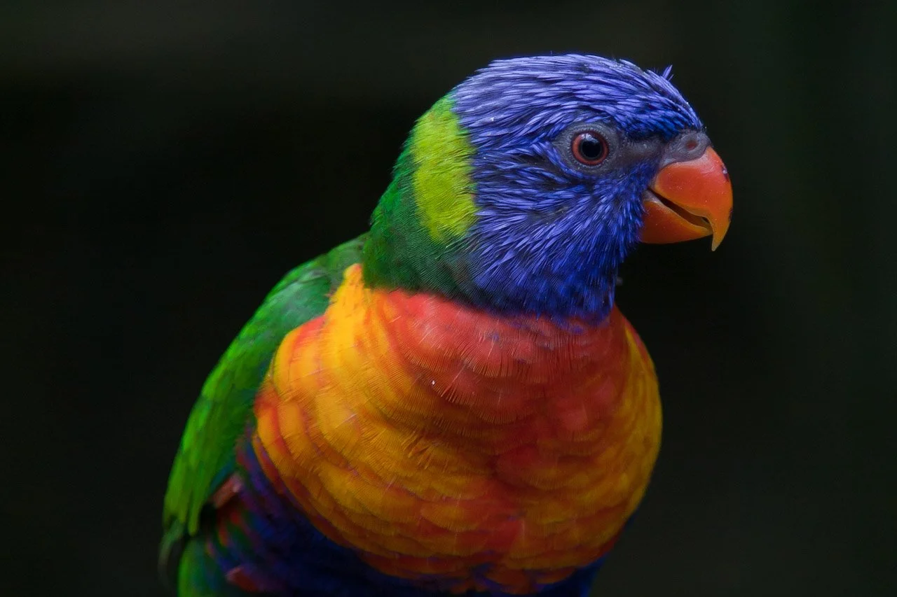 20110209_Jardin_Botanique_Deshaies_032.JPG